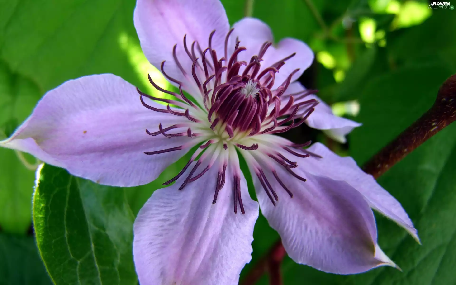 Colourfull Flowers, Clematis