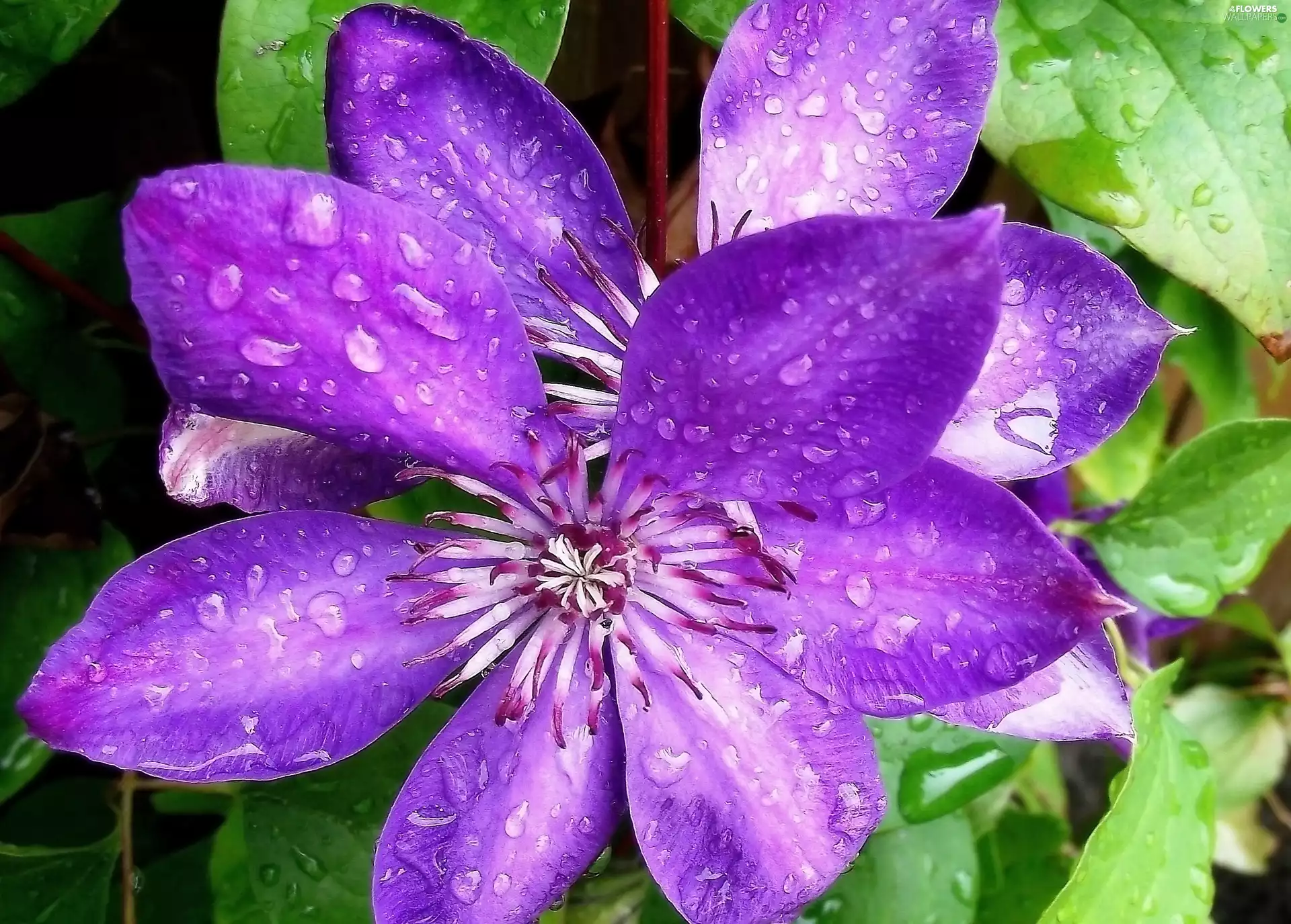 Colourfull Flowers, Clematis