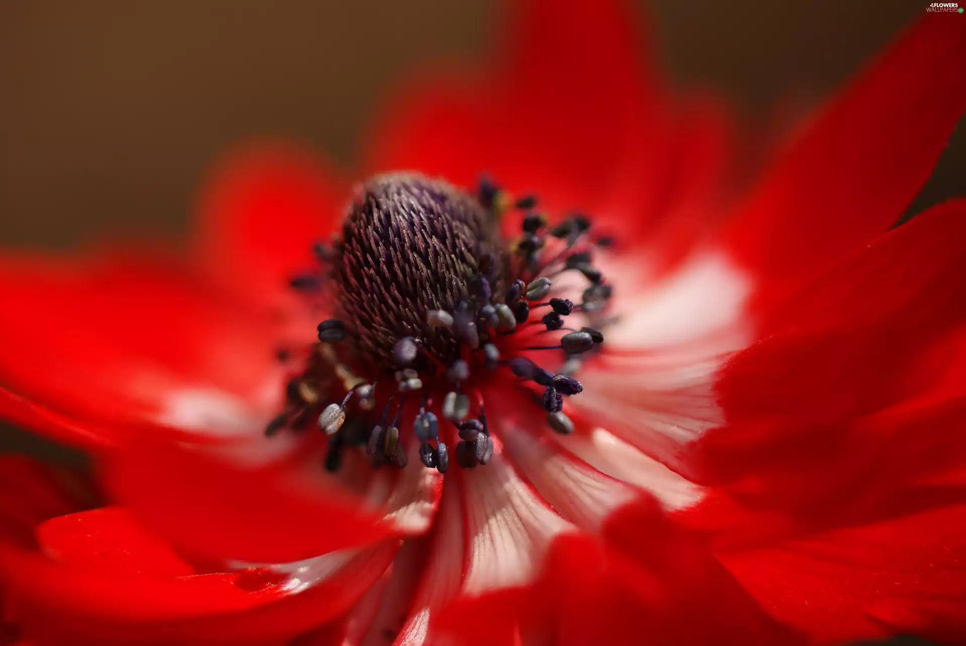 Close, anemone, Colourfull Flowers