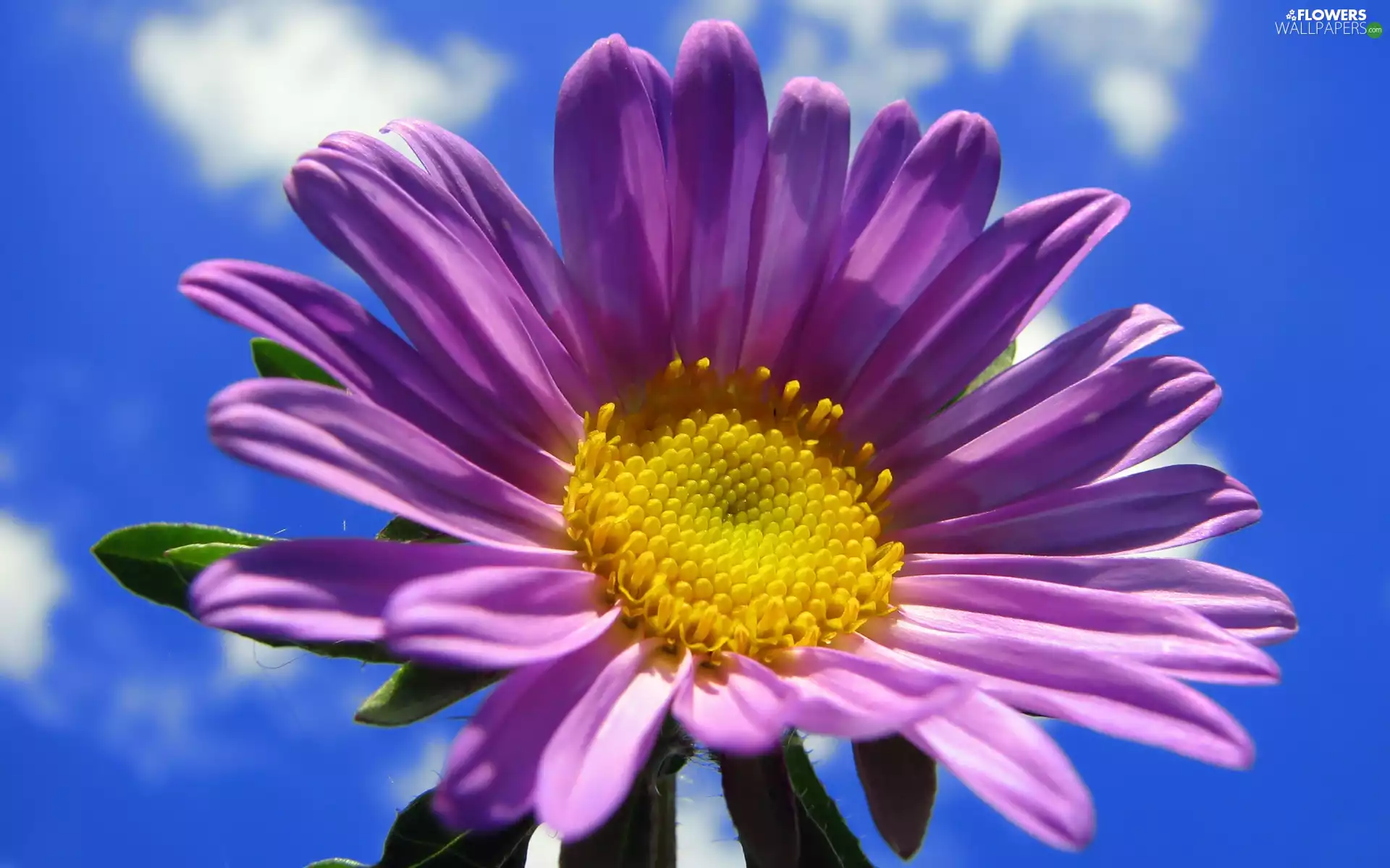 clouds, Violet, Colourfull Flowers