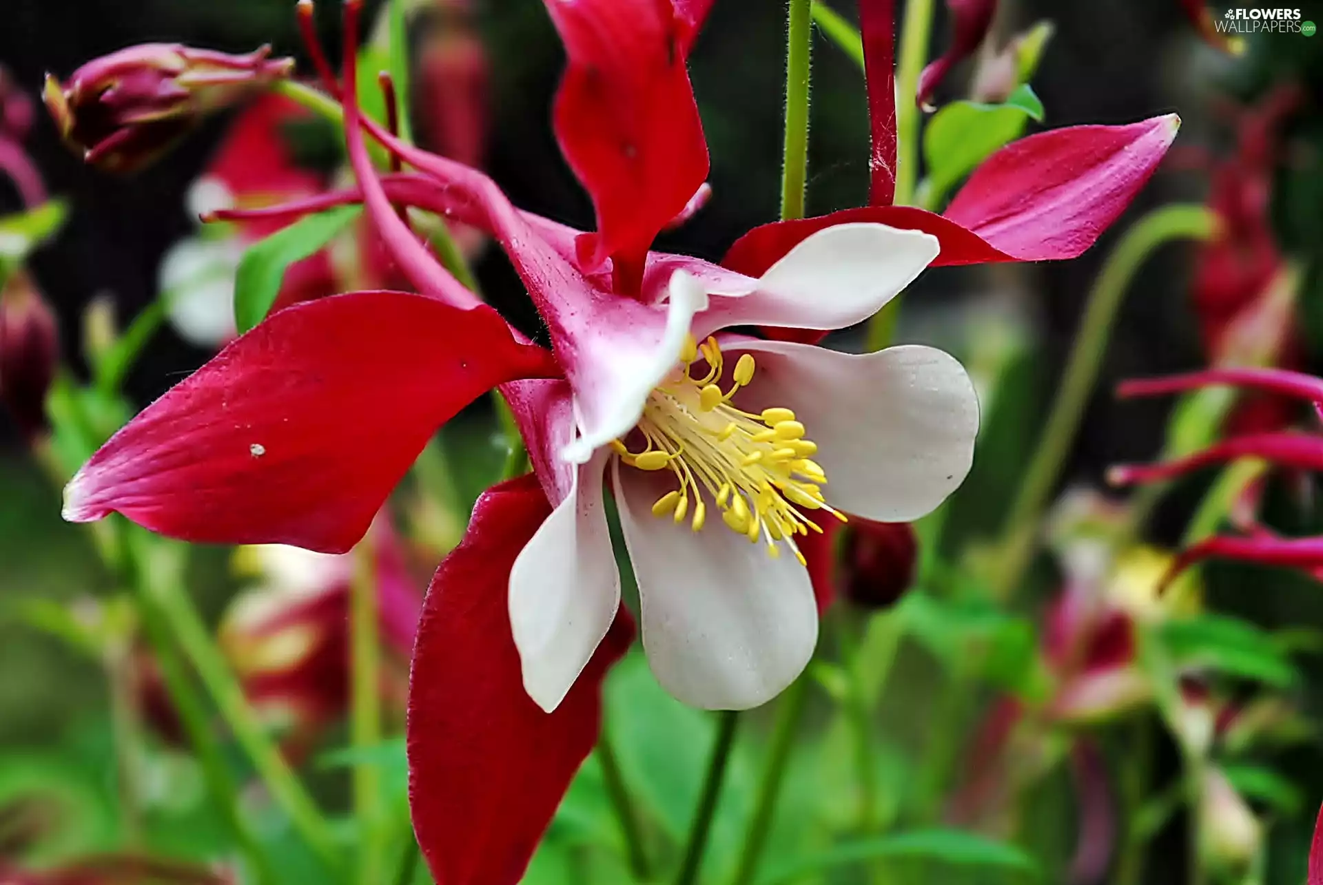 Colourfull Flowers, columbine