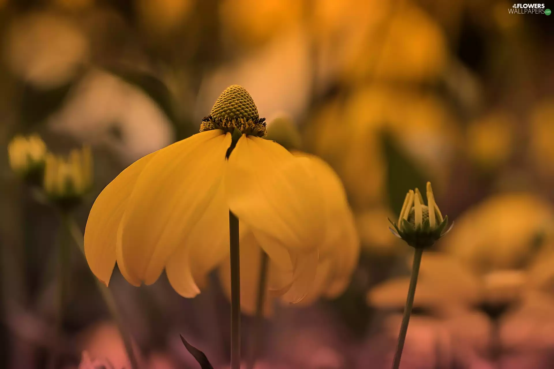 Green-headed Coneflower, Colourfull Flowers, Yellow Honda