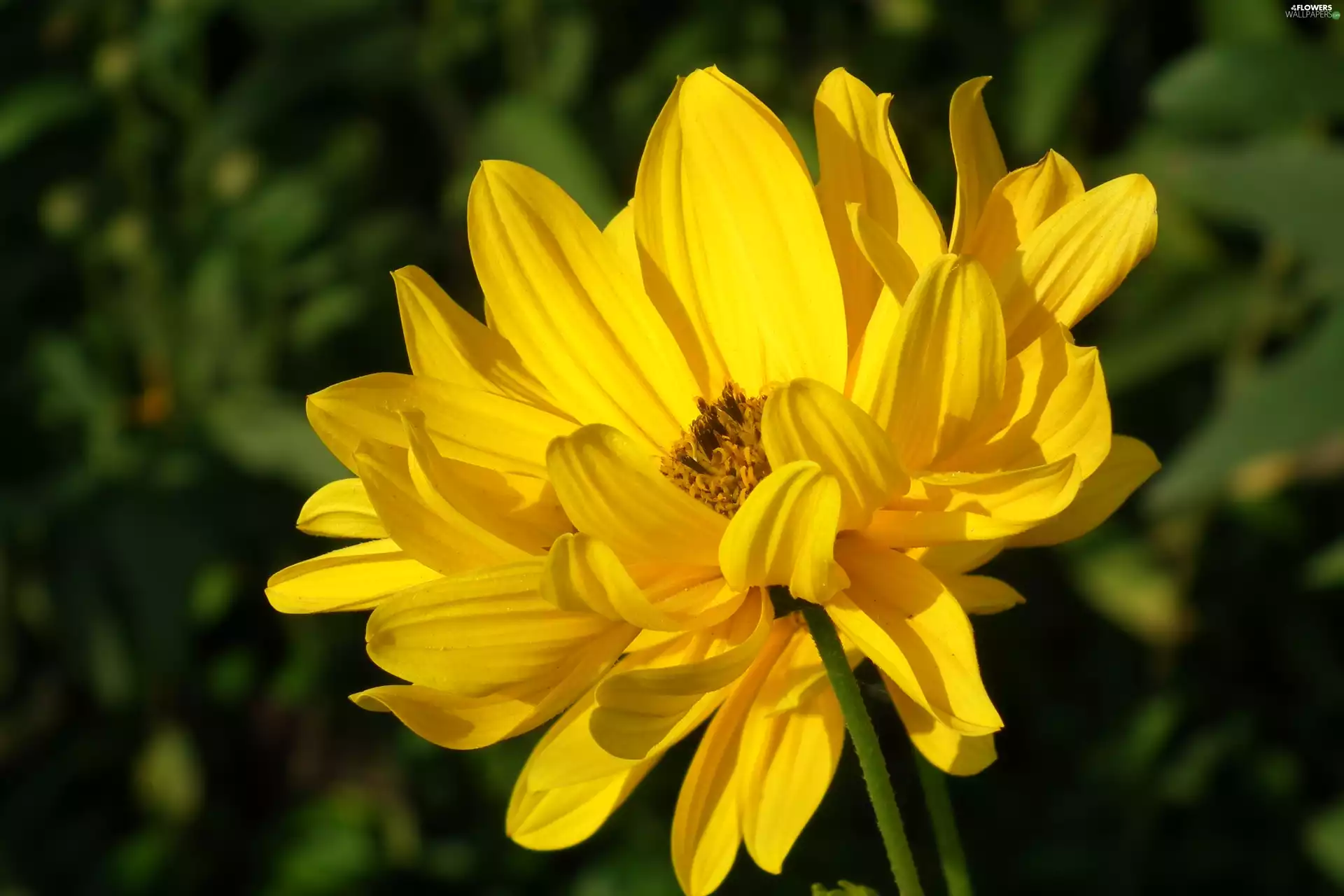 Colourfull Flowers, Coreopsis