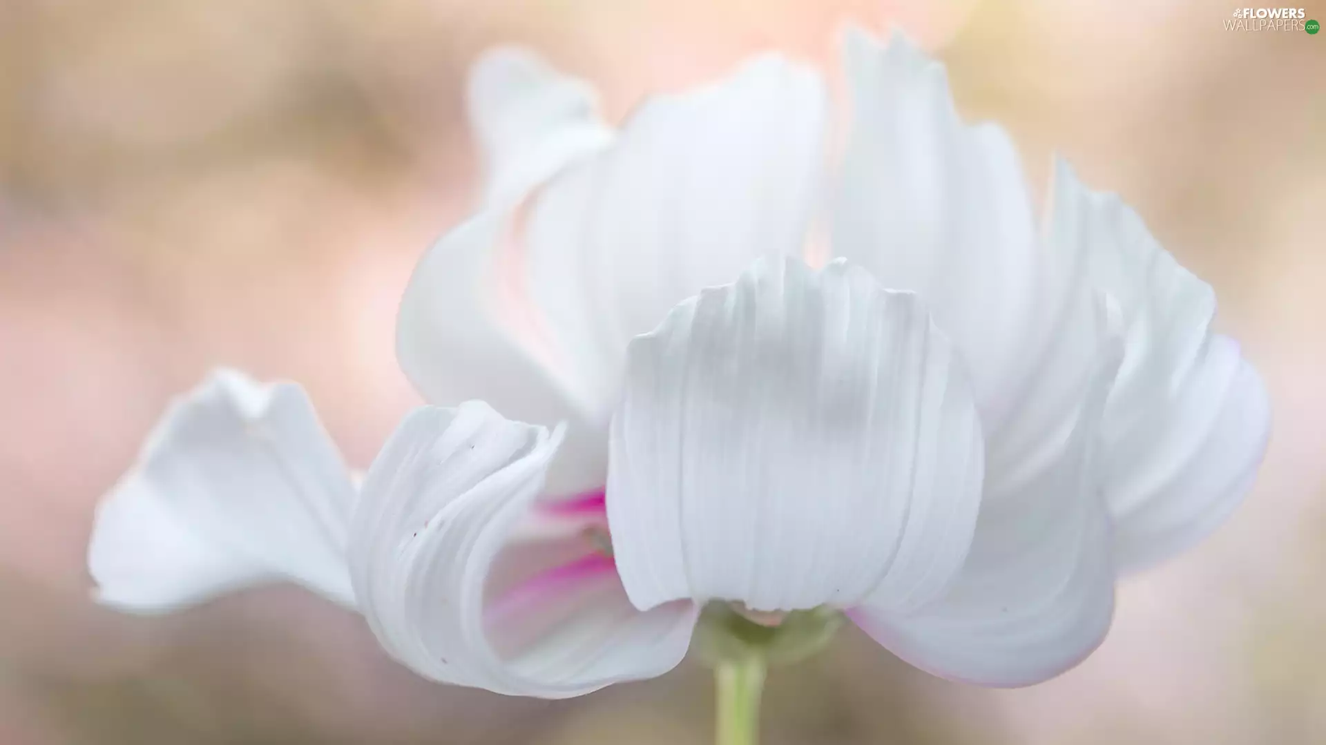 Colourfull Flowers, Cosmos