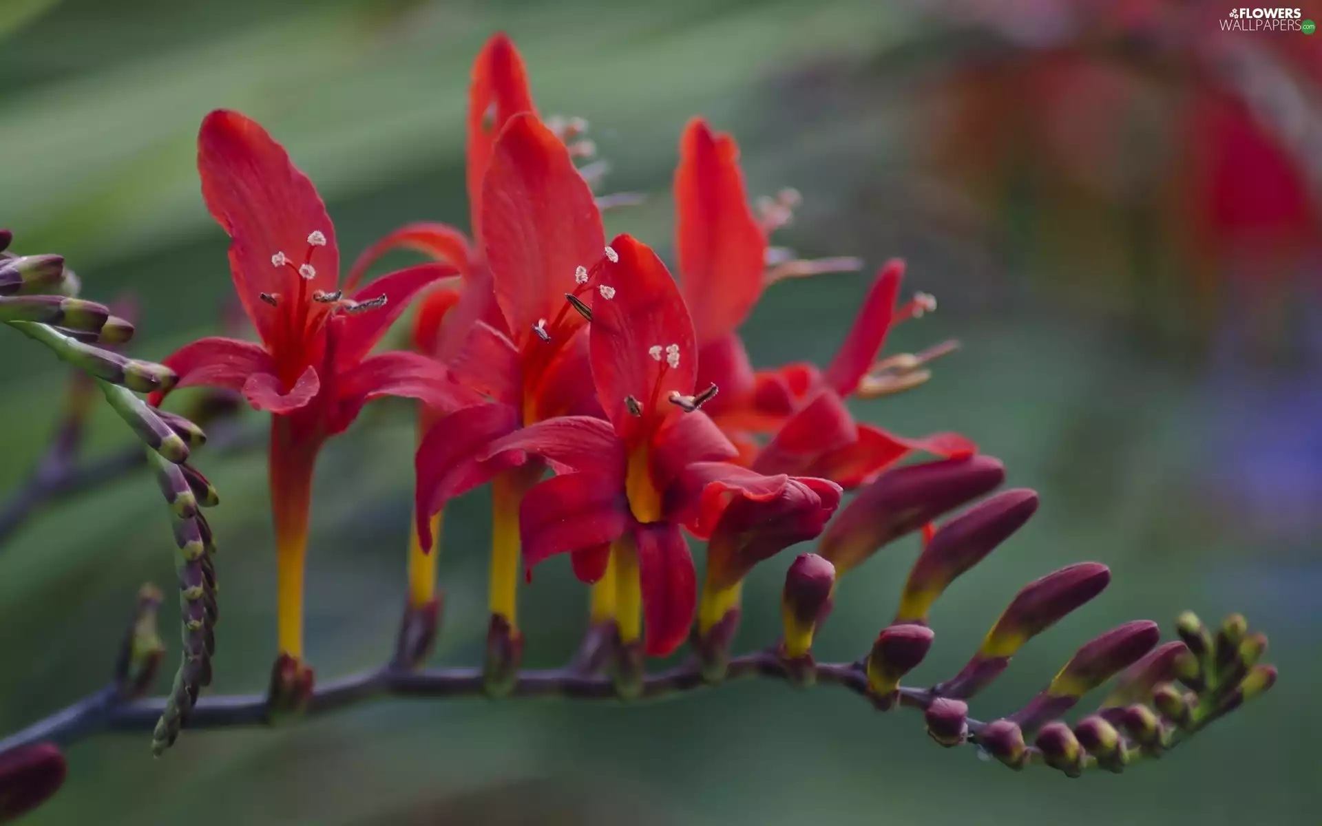 Colourfull Flowers, Crocosmia