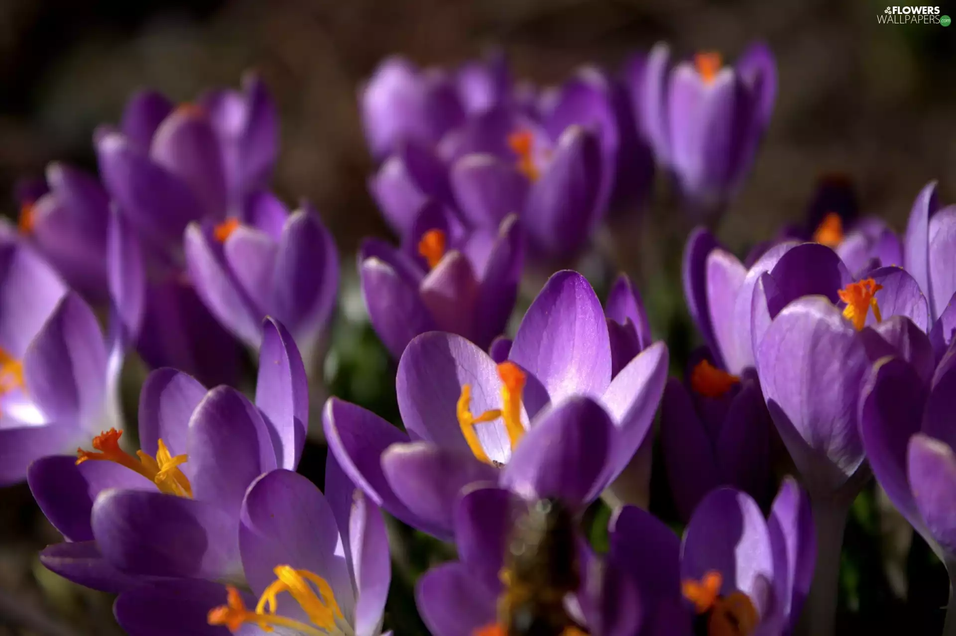 Colourfull Flowers, crocus