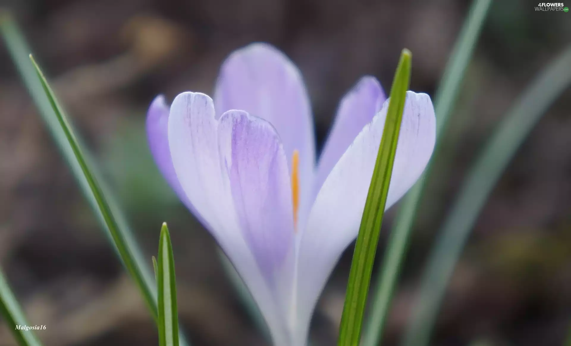 Colourfull Flowers, crocus