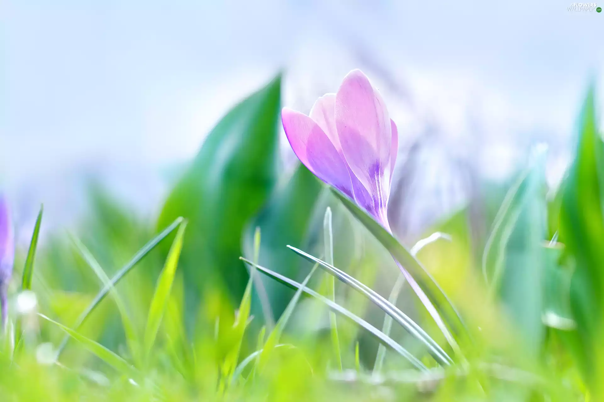 crocus, Violet, Colourfull Flowers