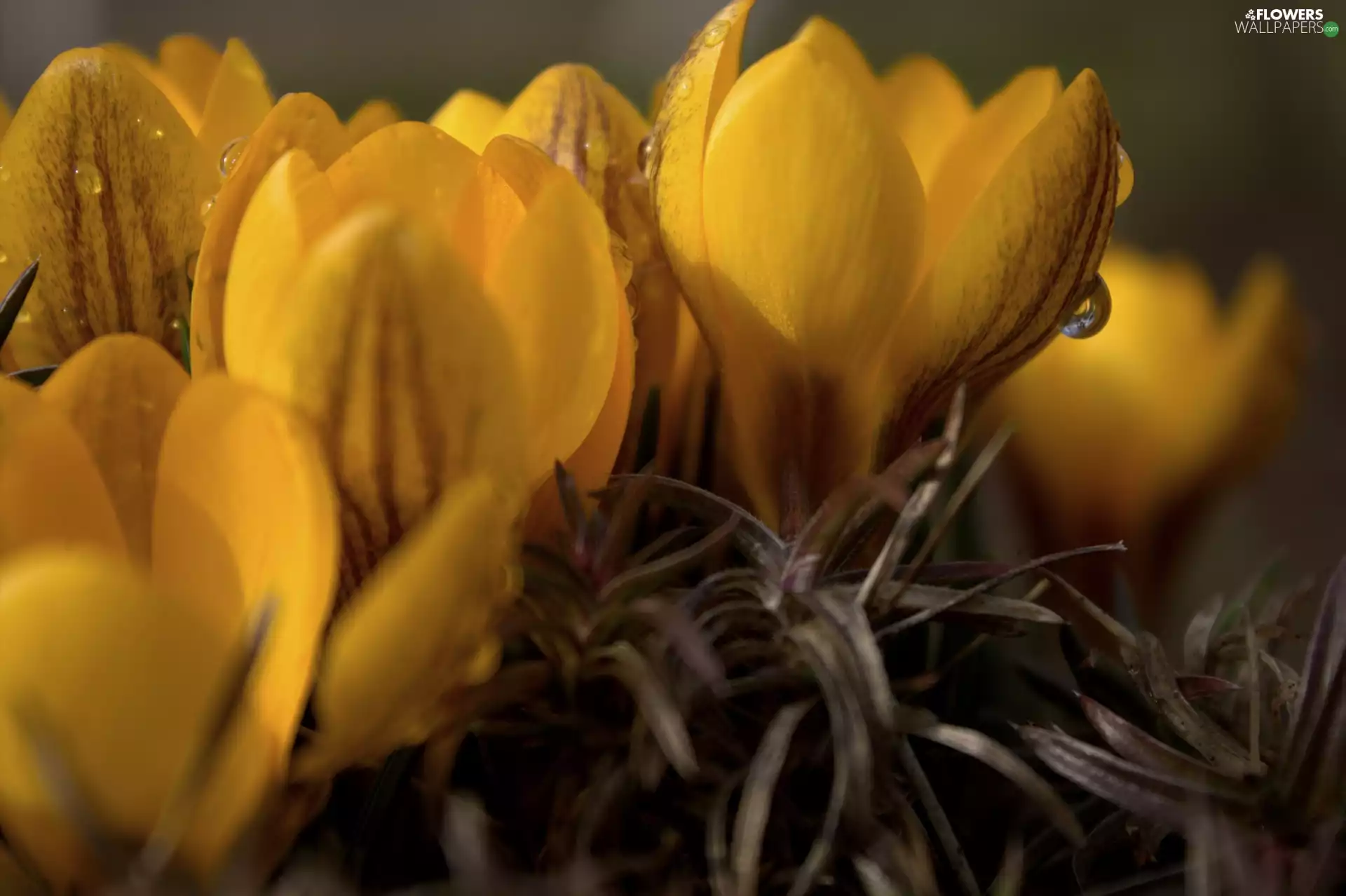 crocus, Yellow, Colourfull Flowers