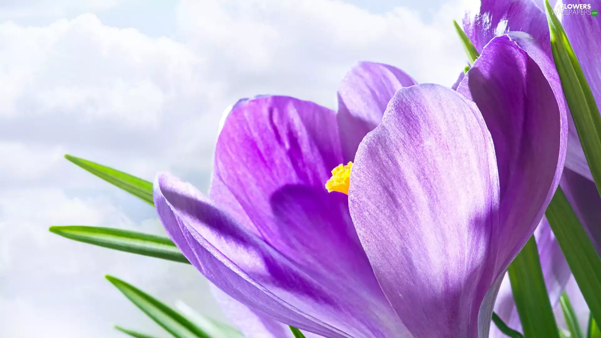 Colourfull Flowers, crocus