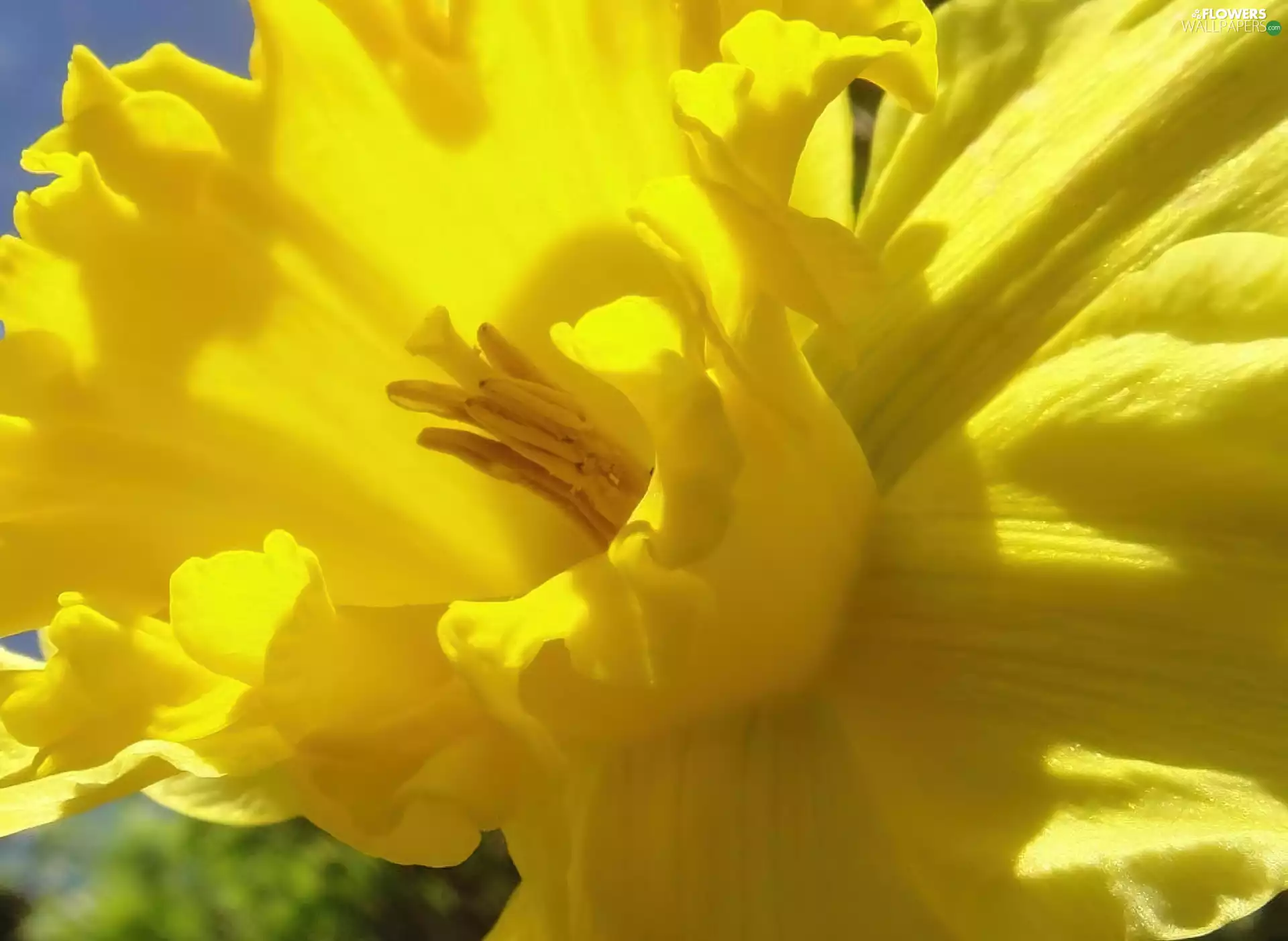 Colourfull Flowers, daffodil