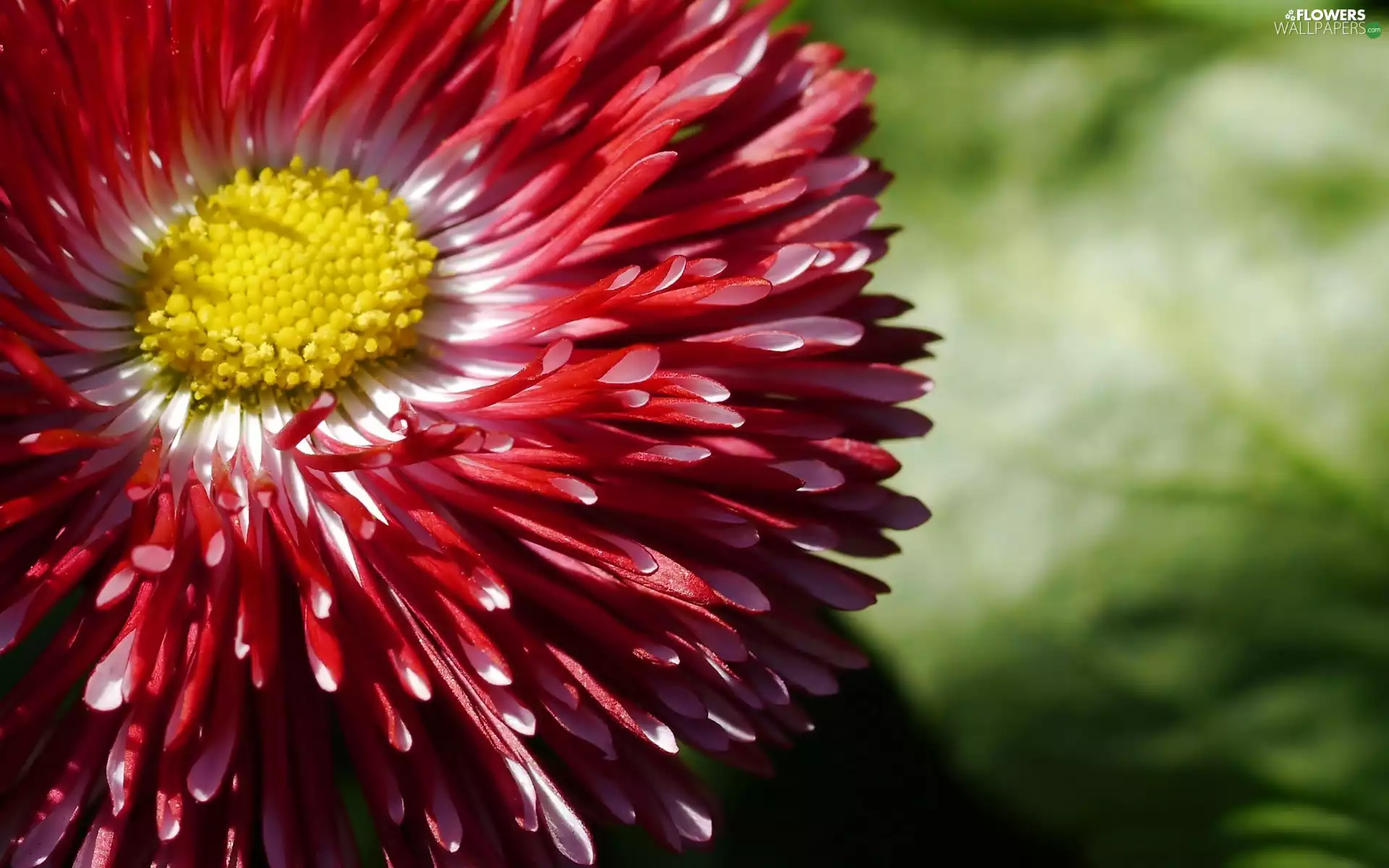 Colourfull Flowers, daisy