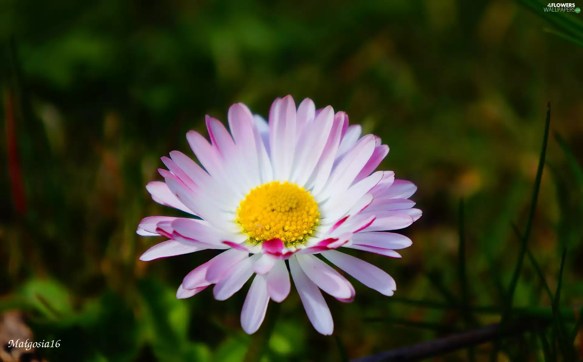 Colourfull Flowers, daisy