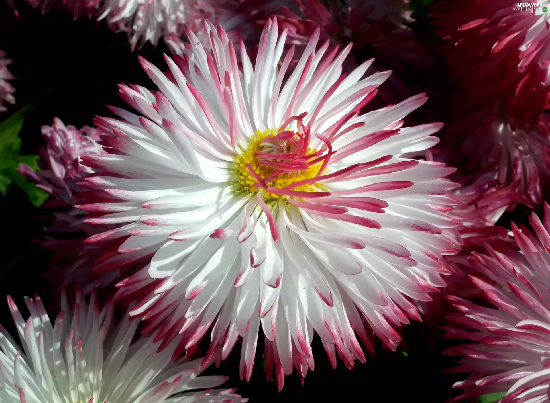 Colourfull Flowers, daisy