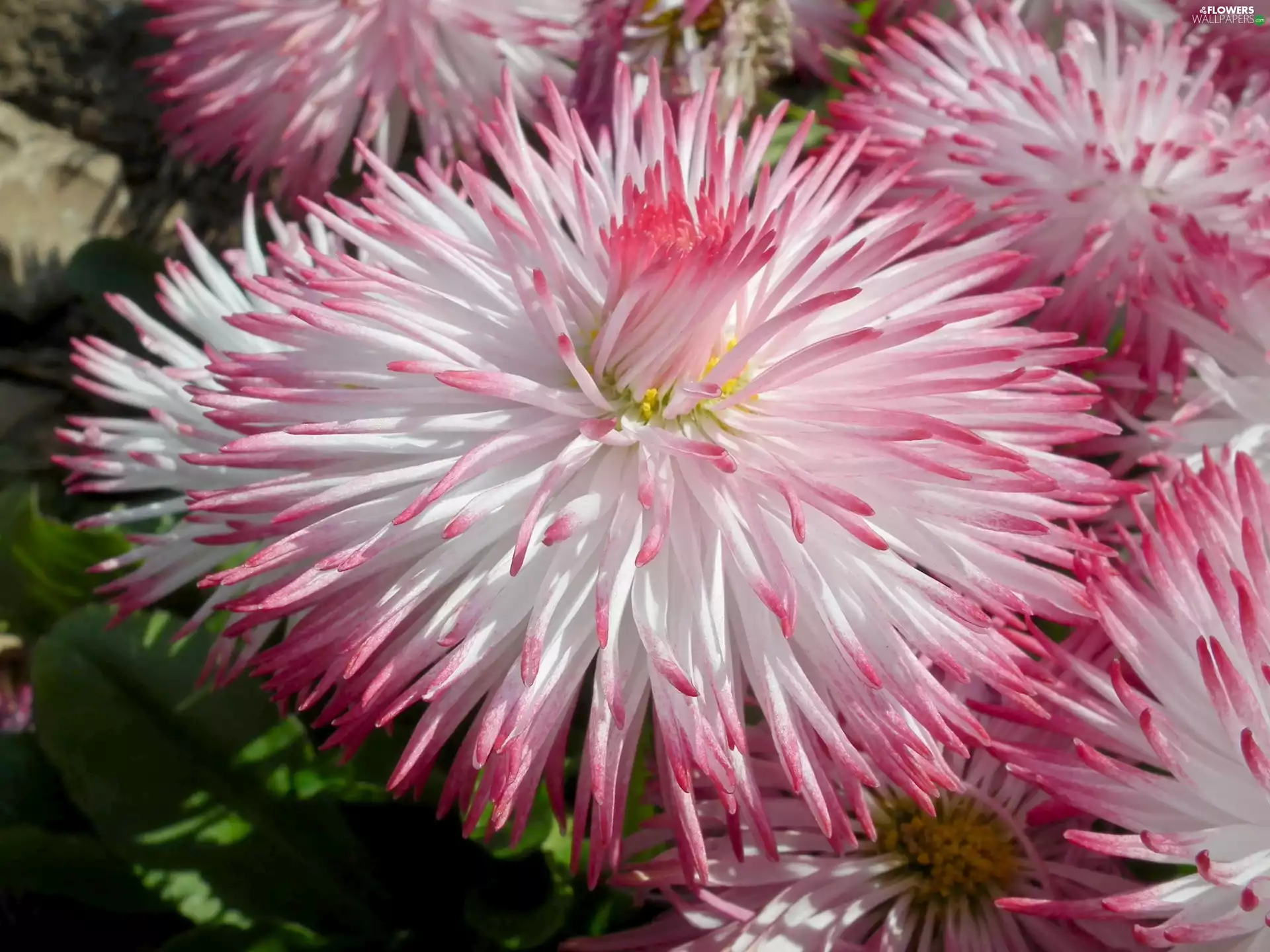 Colourfull Flowers, daisy