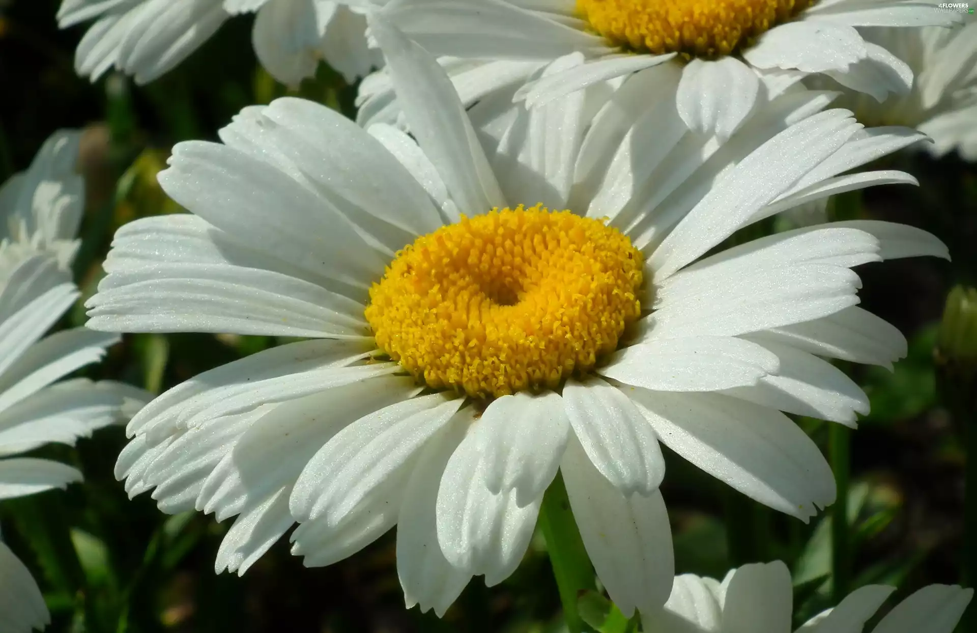 Colourfull Flowers, Daisy