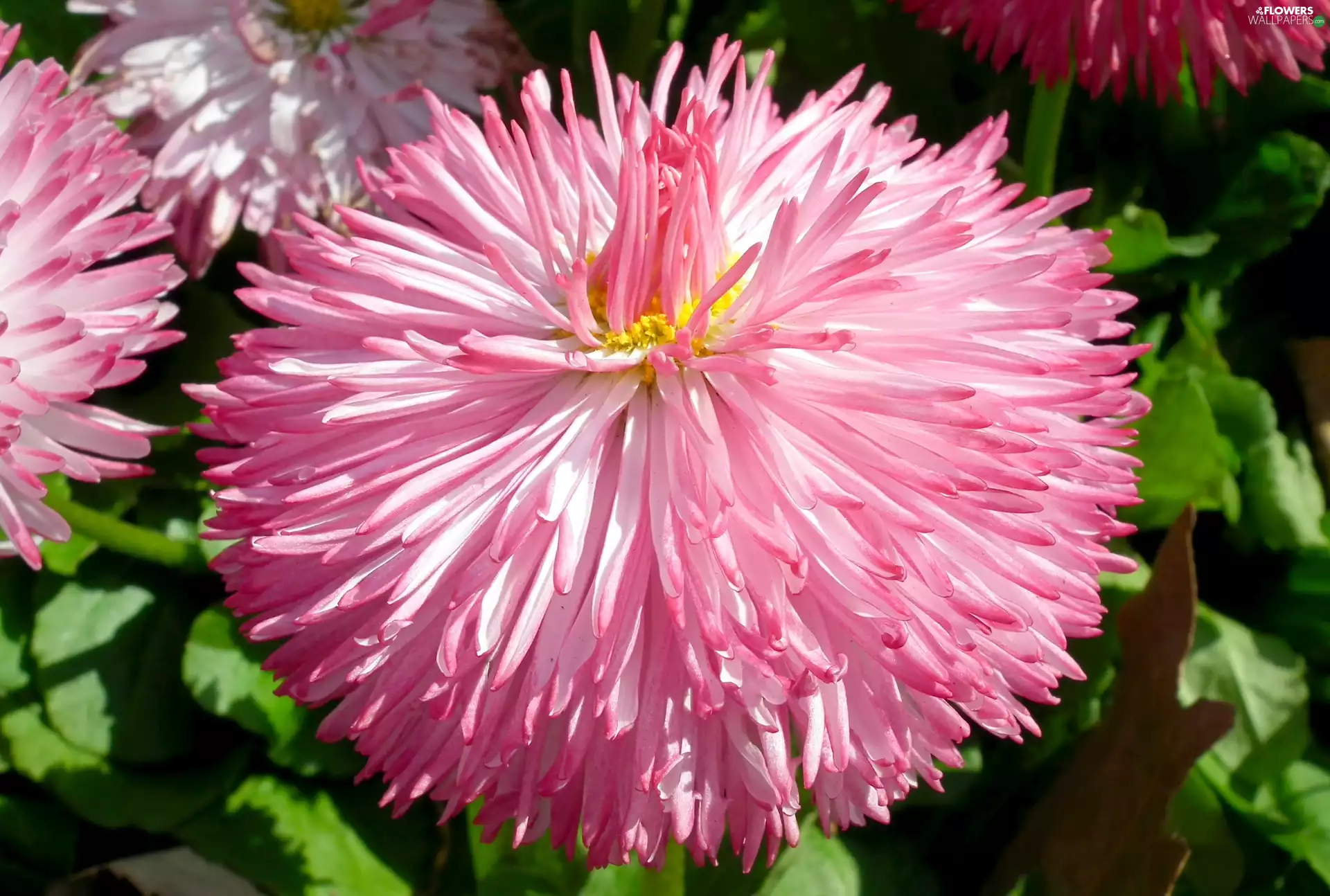 Colourfull Flowers, daisy