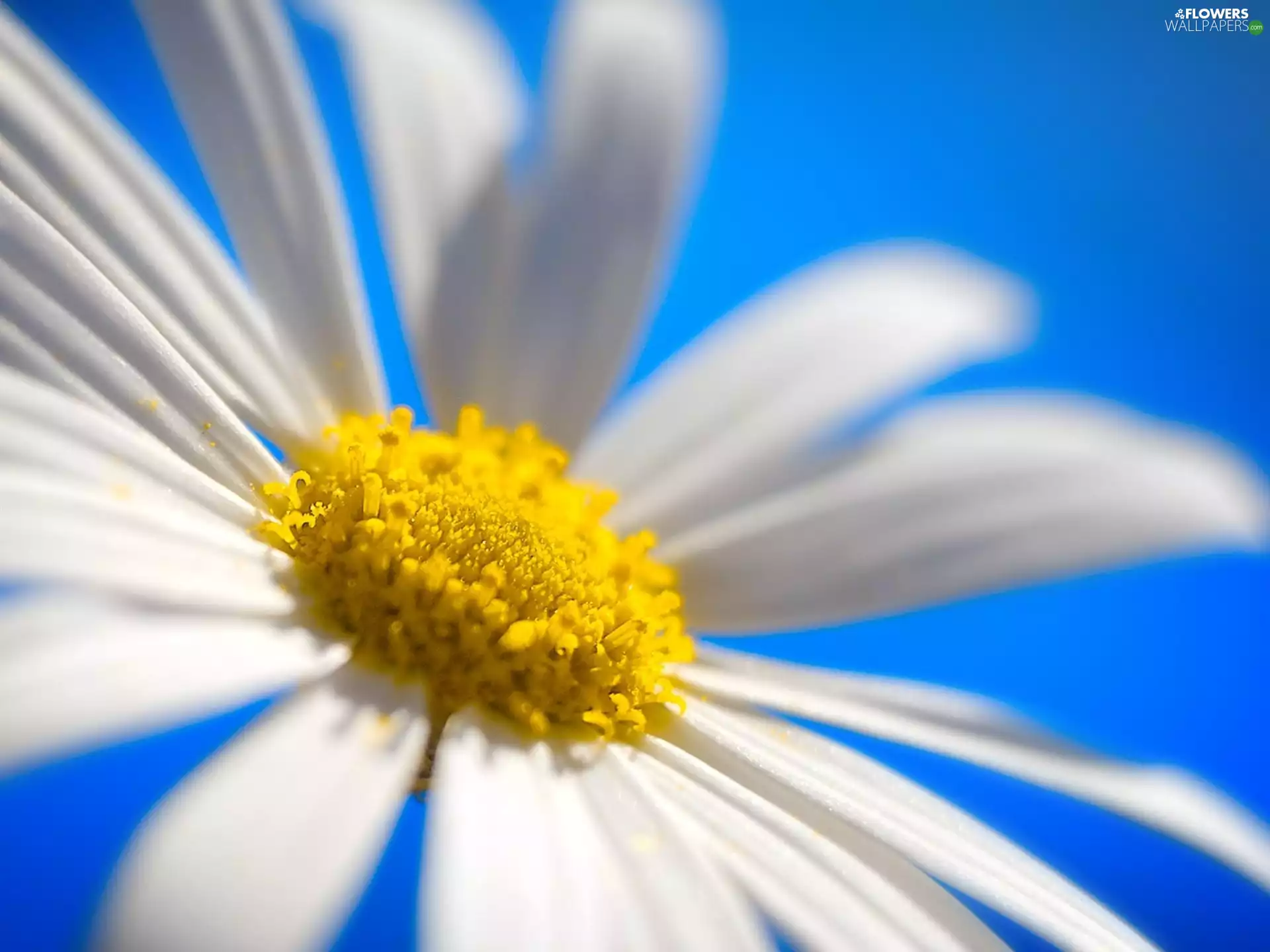 Colourfull Flowers, Daisy