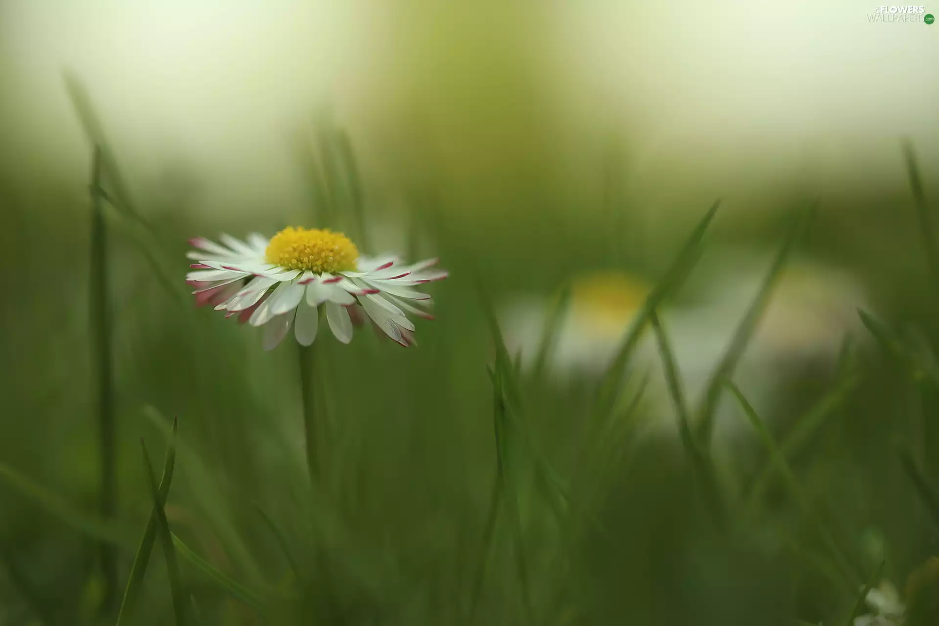 grass, blades, White, Colourfull Flowers, daisy