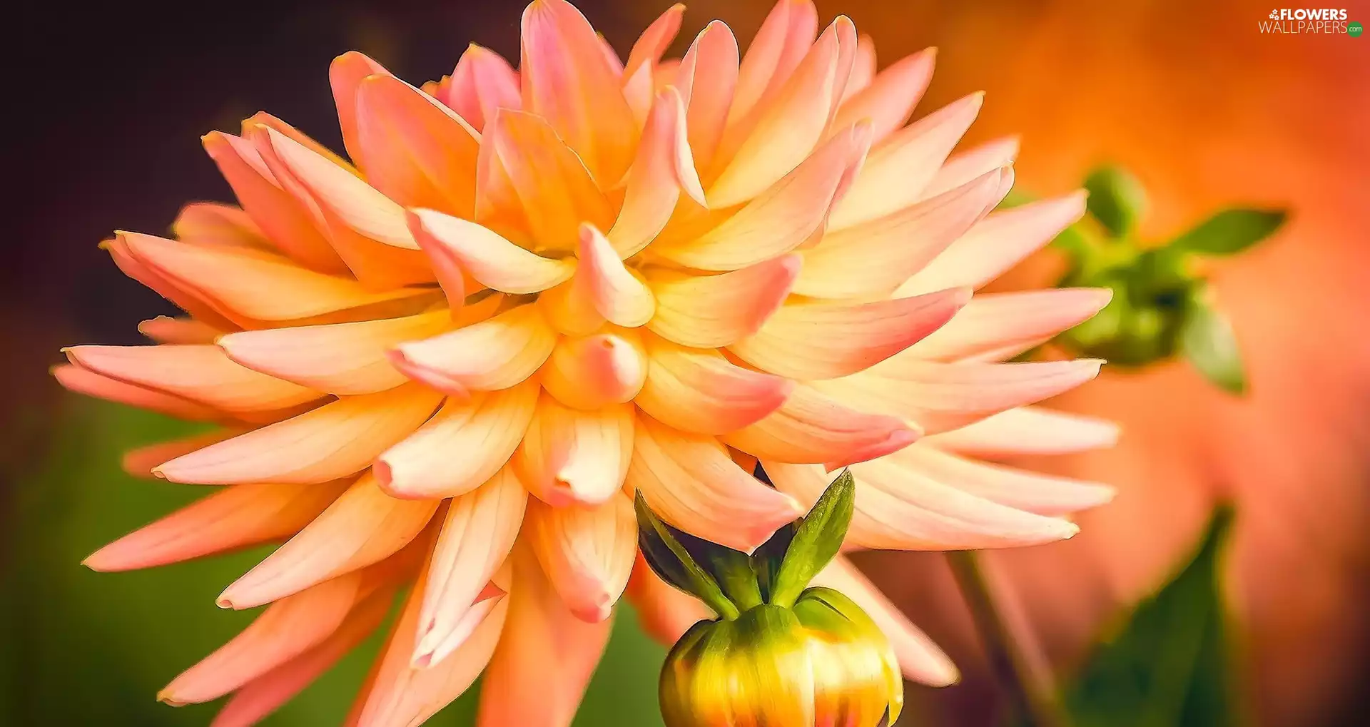 Colourfull Flowers, Dalia