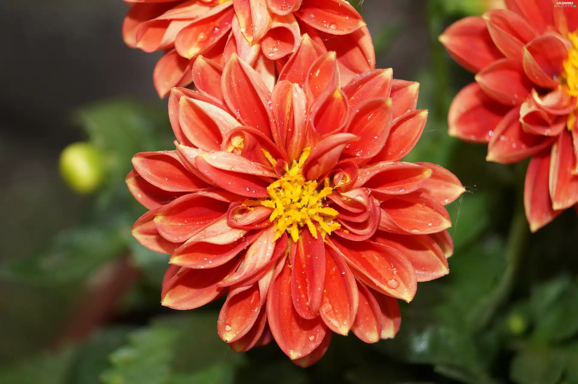 Colourfull Flowers, Dalia