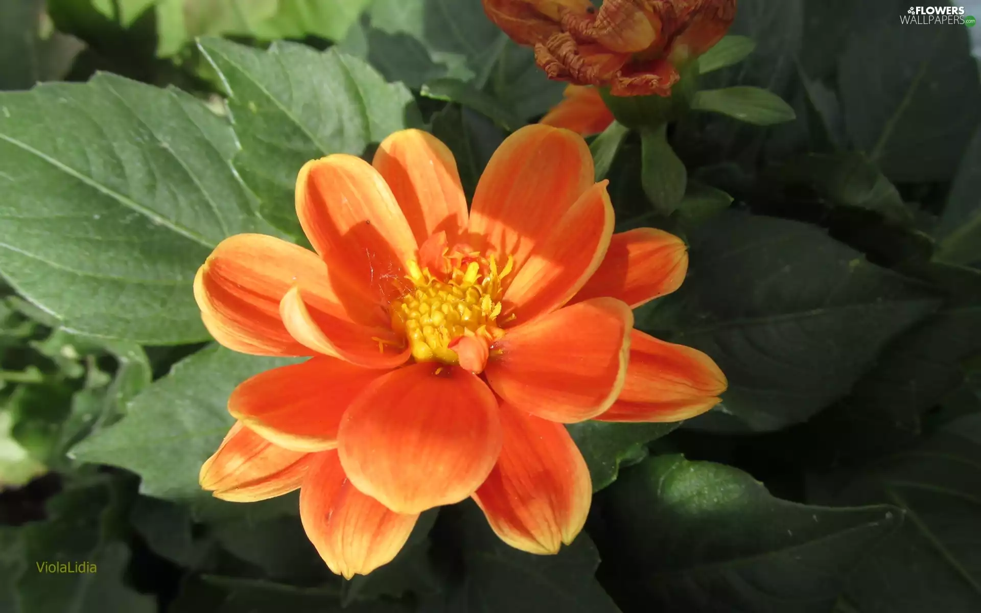 Colourfull Flowers, Dalia