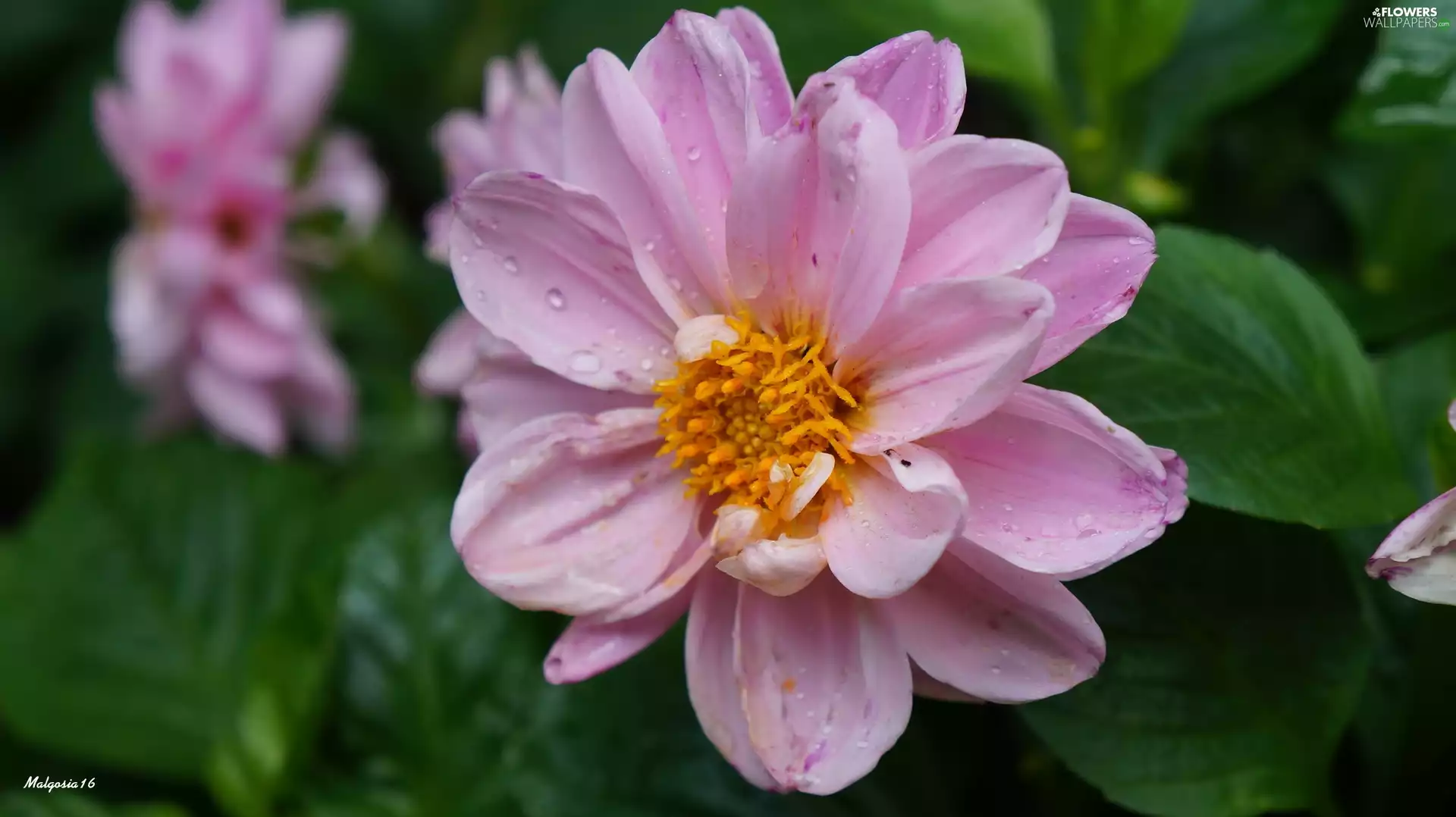 Colourfull Flowers, Dalia