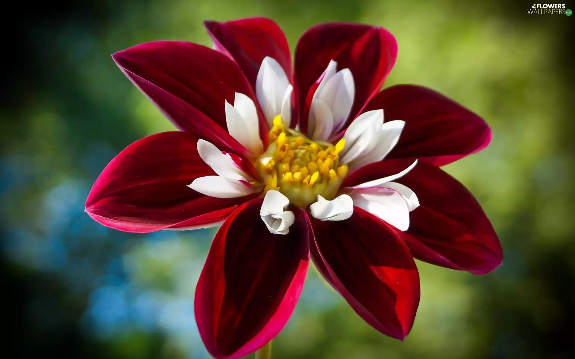 Colourfull Flowers, Dalia