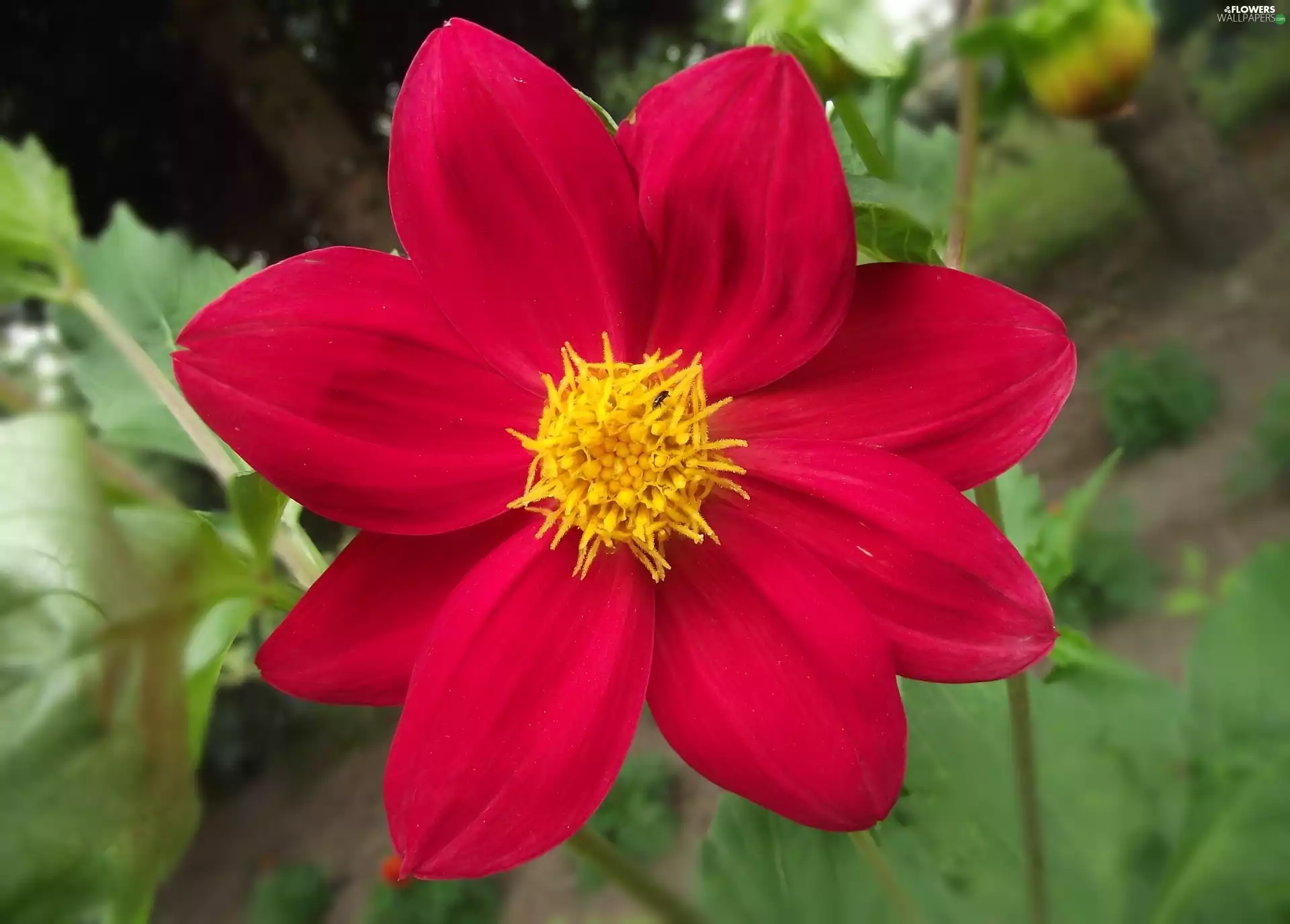 Colourfull Flowers, Dalia