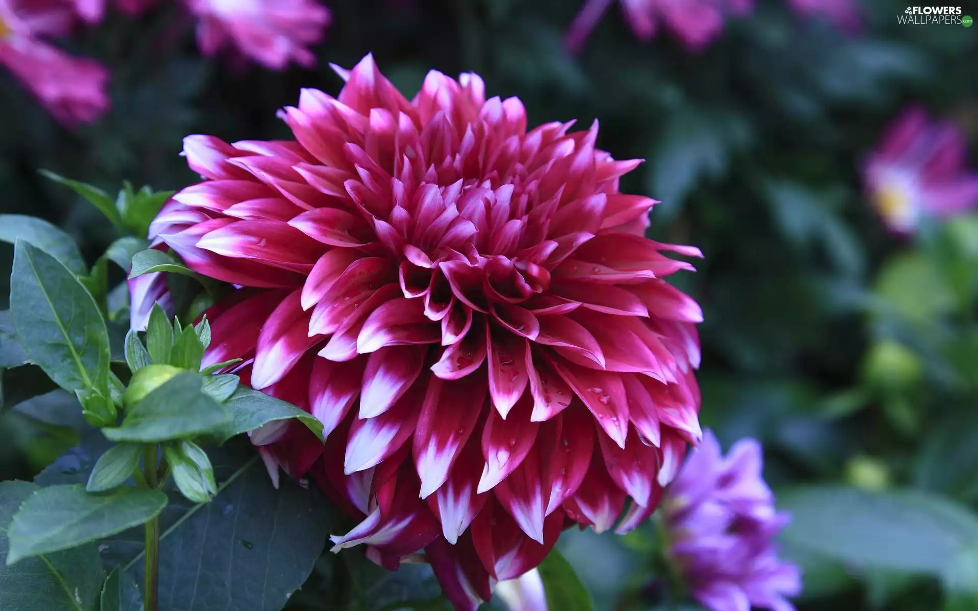 Colourfull Flowers, Dalia