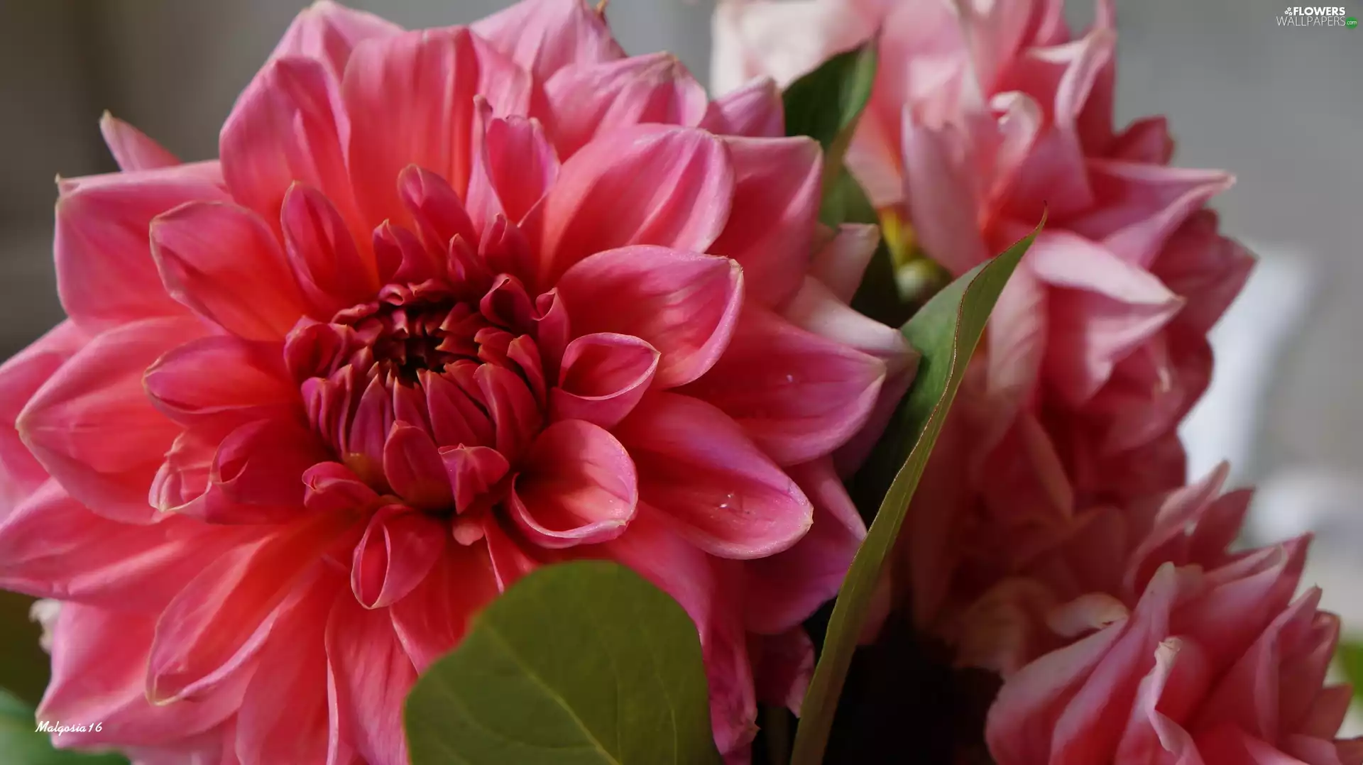 Colourfull Flowers, Dalia