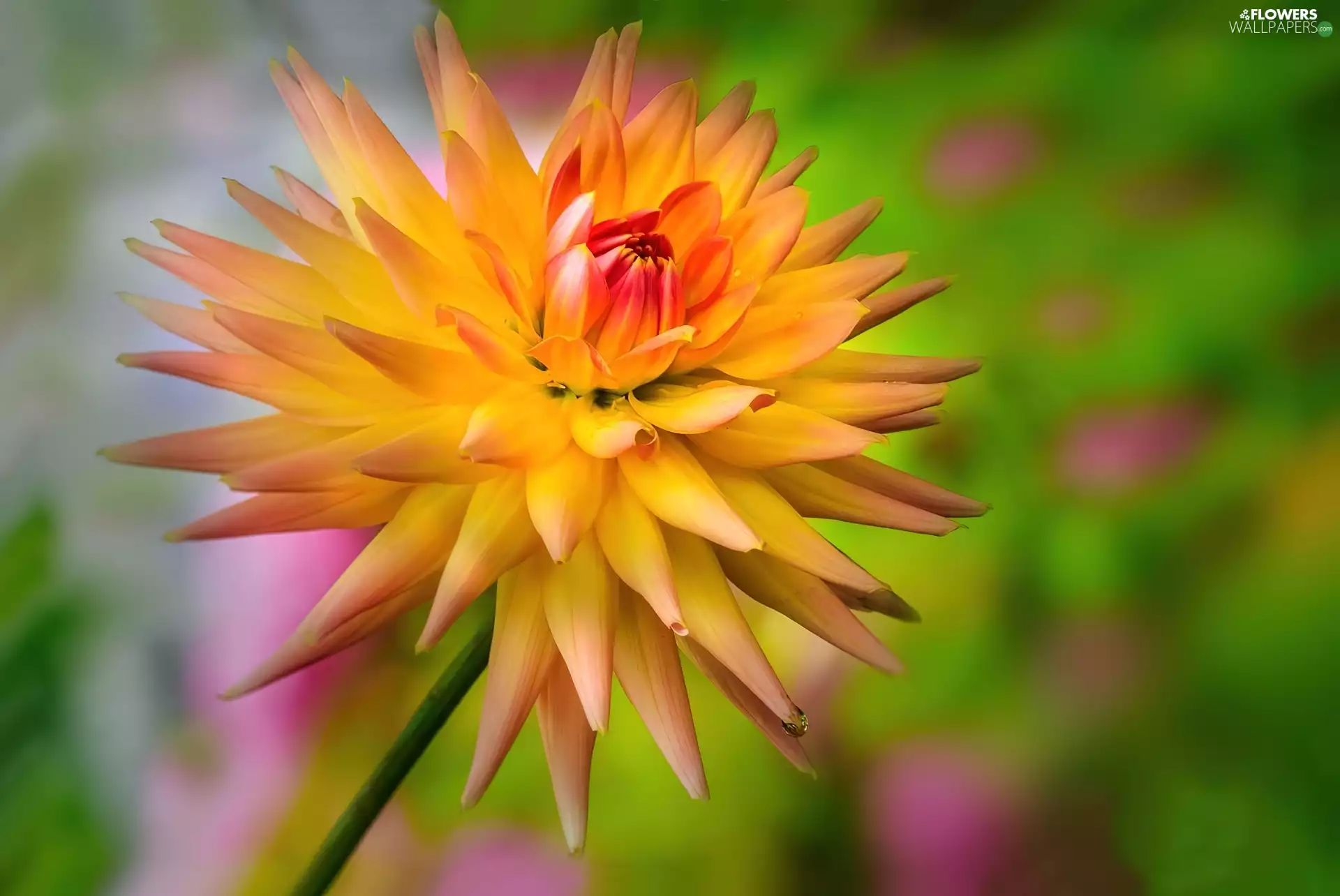 Colourfull Flowers, Dalia