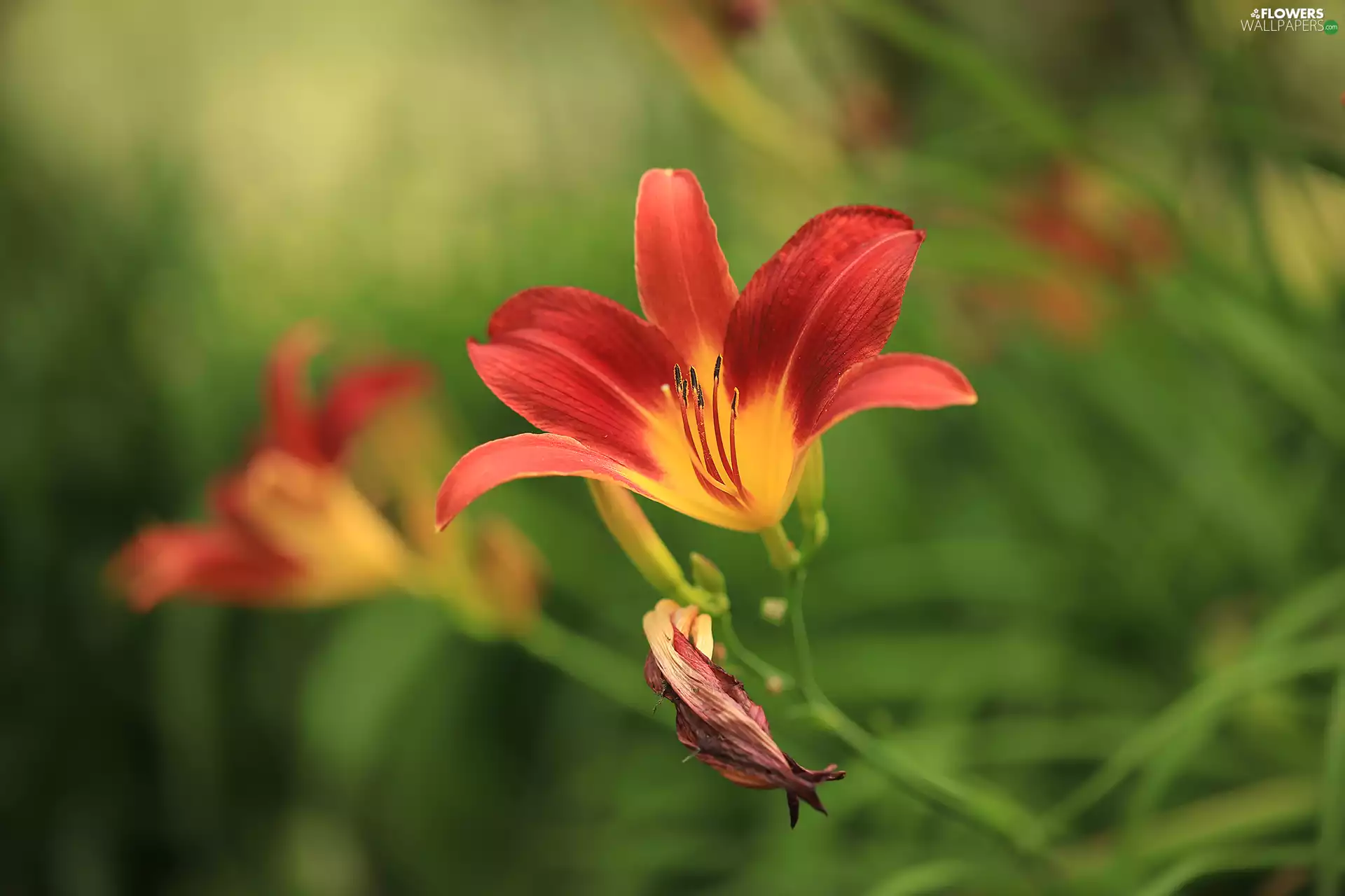 red hot, Lily, Colourfull Flowers, developed