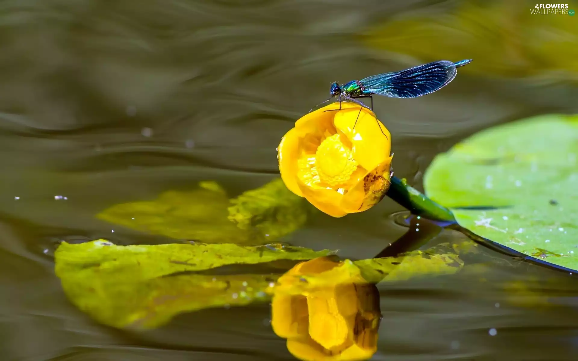 Colourfull Flowers, water, Banded Demoiselle, Yellow Water Lily, dragon-fly