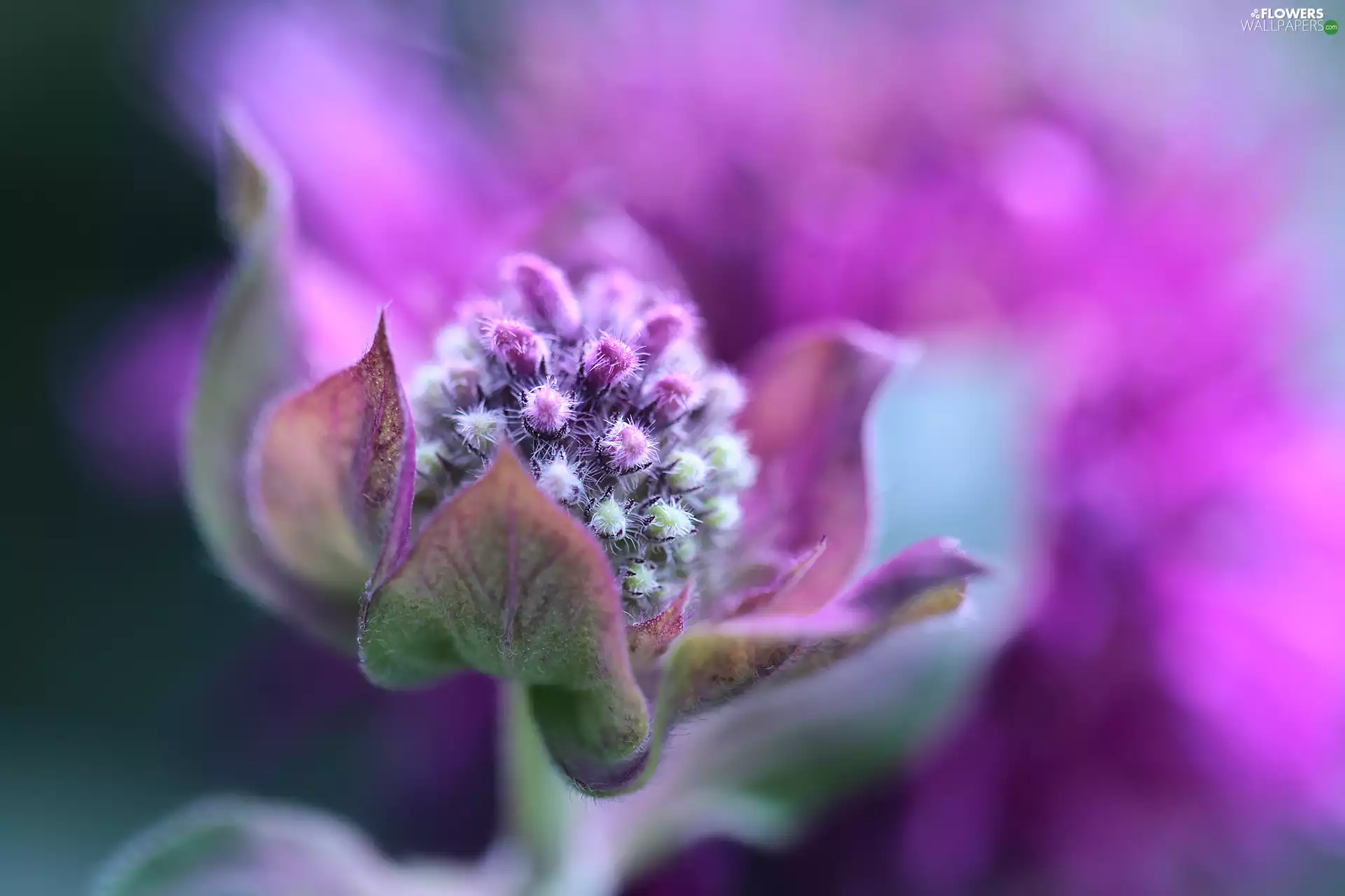 Monarda Didyma, Violet, Colourfull Flowers, Dual