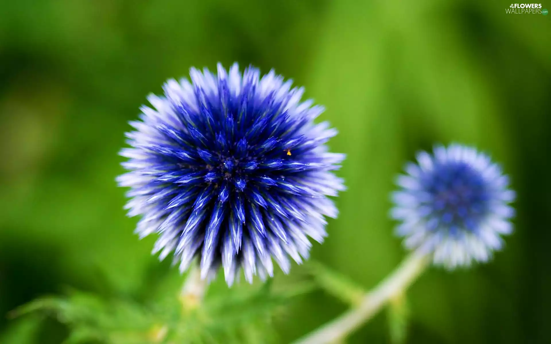 Colourfull Flowers, Echinops