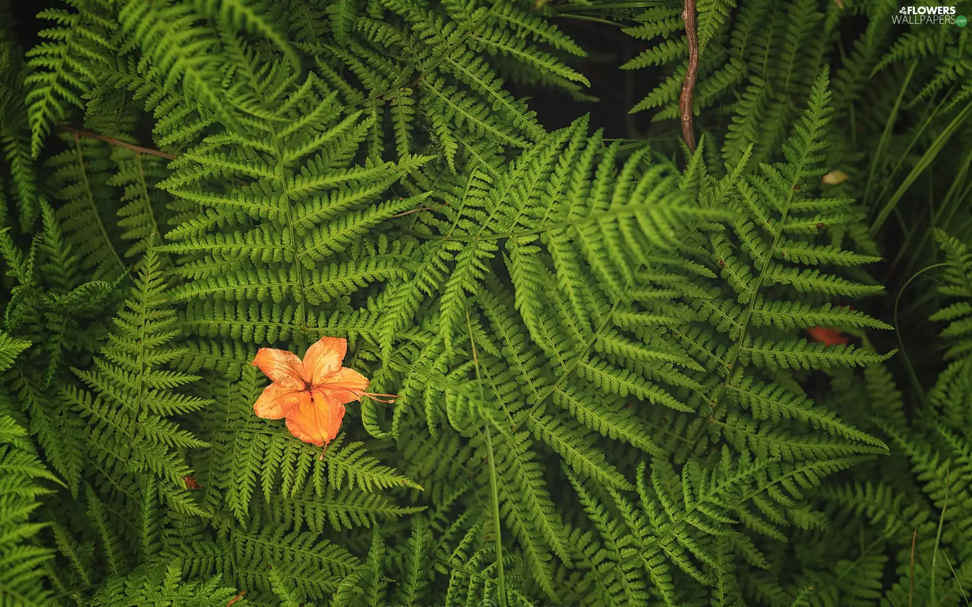 green ones, Orange, Colourfull Flowers, fern