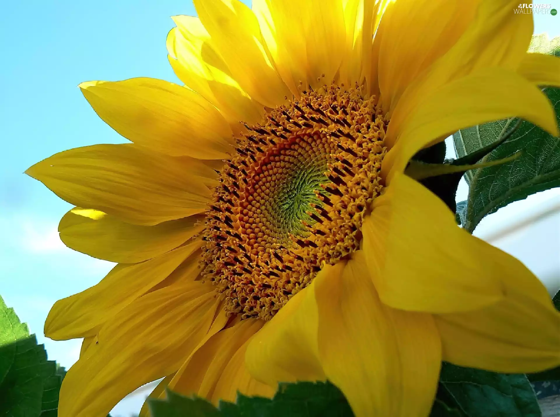 Colourfull Flowers, flakes