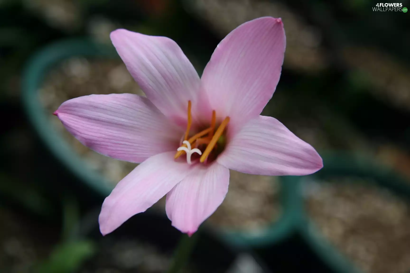 Colourfull Flowers