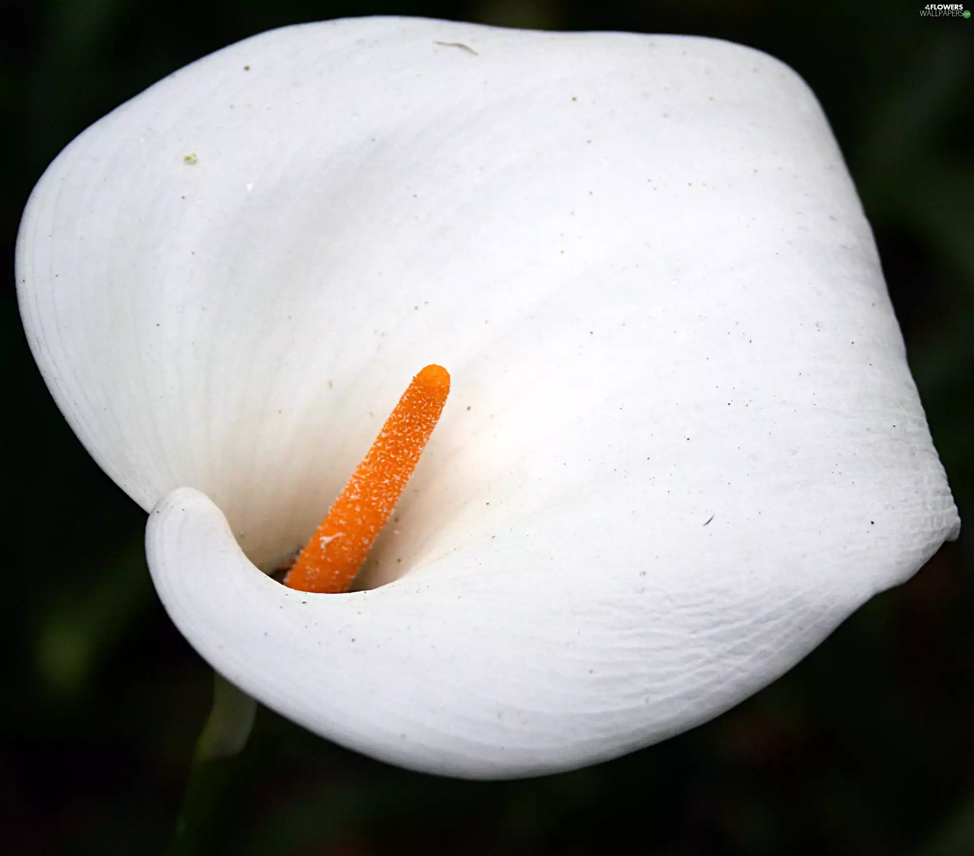 Kalia, Colourfull Flowers, White