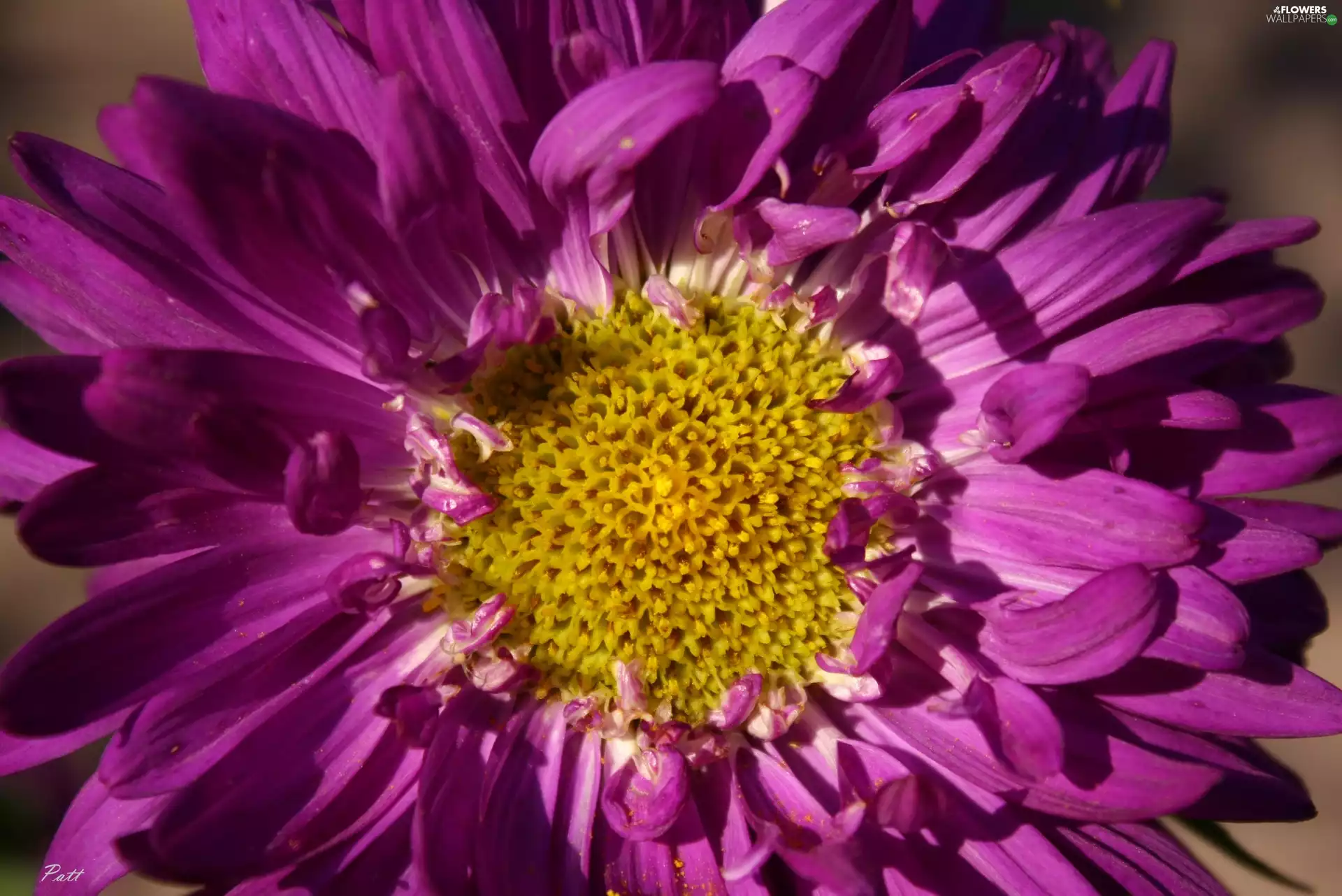 Violet, Colourfull Flowers, rapprochement, Aster