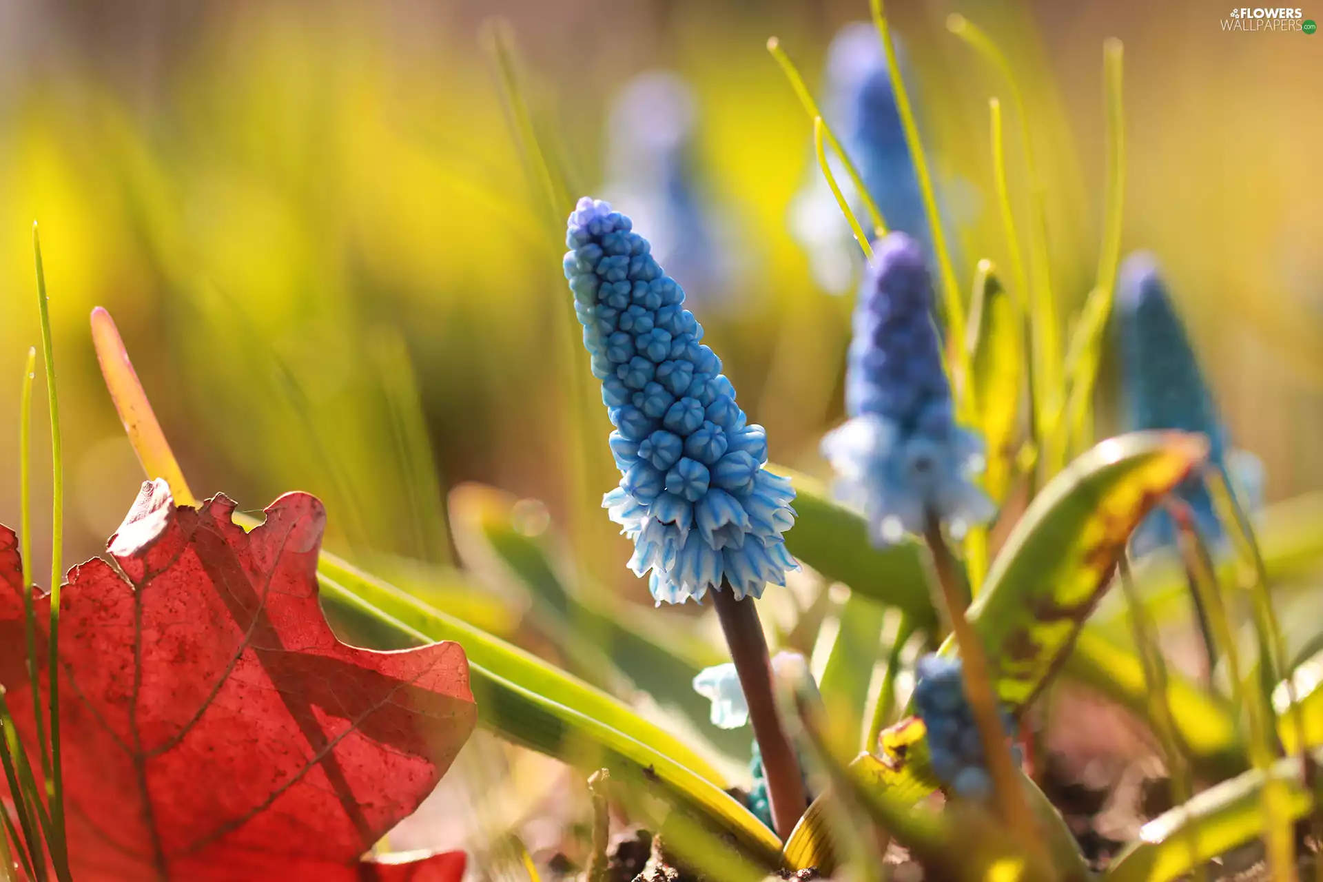 Muscari, Colourfull Flowers, leaf, blue