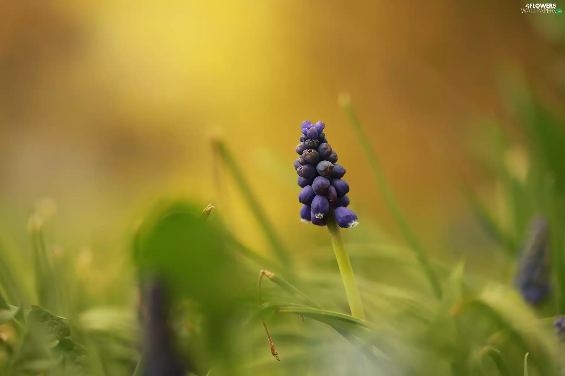 Muscari, Colourfull Flowers, rapprochement, blue