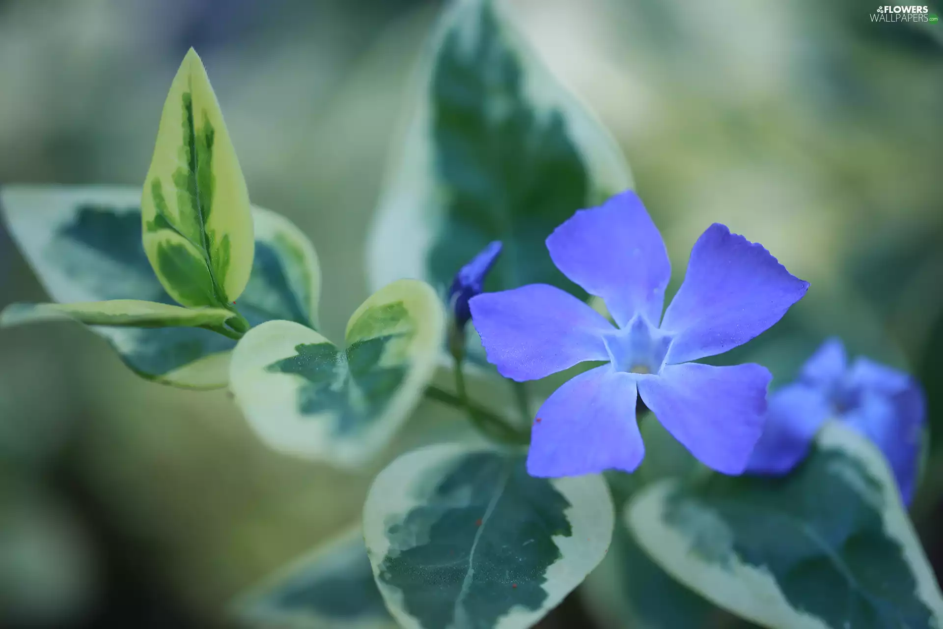 myrtle, Colourfull Flowers, rapprochement, blue