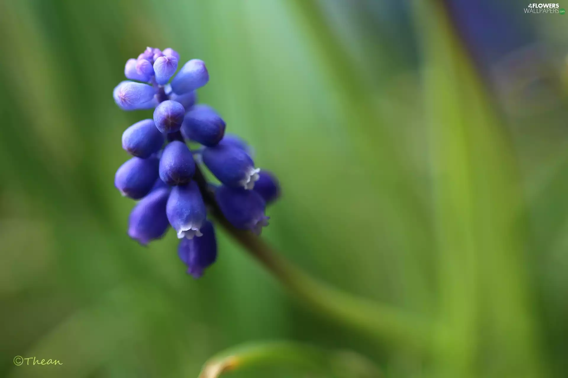 Muscari, Colourfull Flowers, Spring, blue