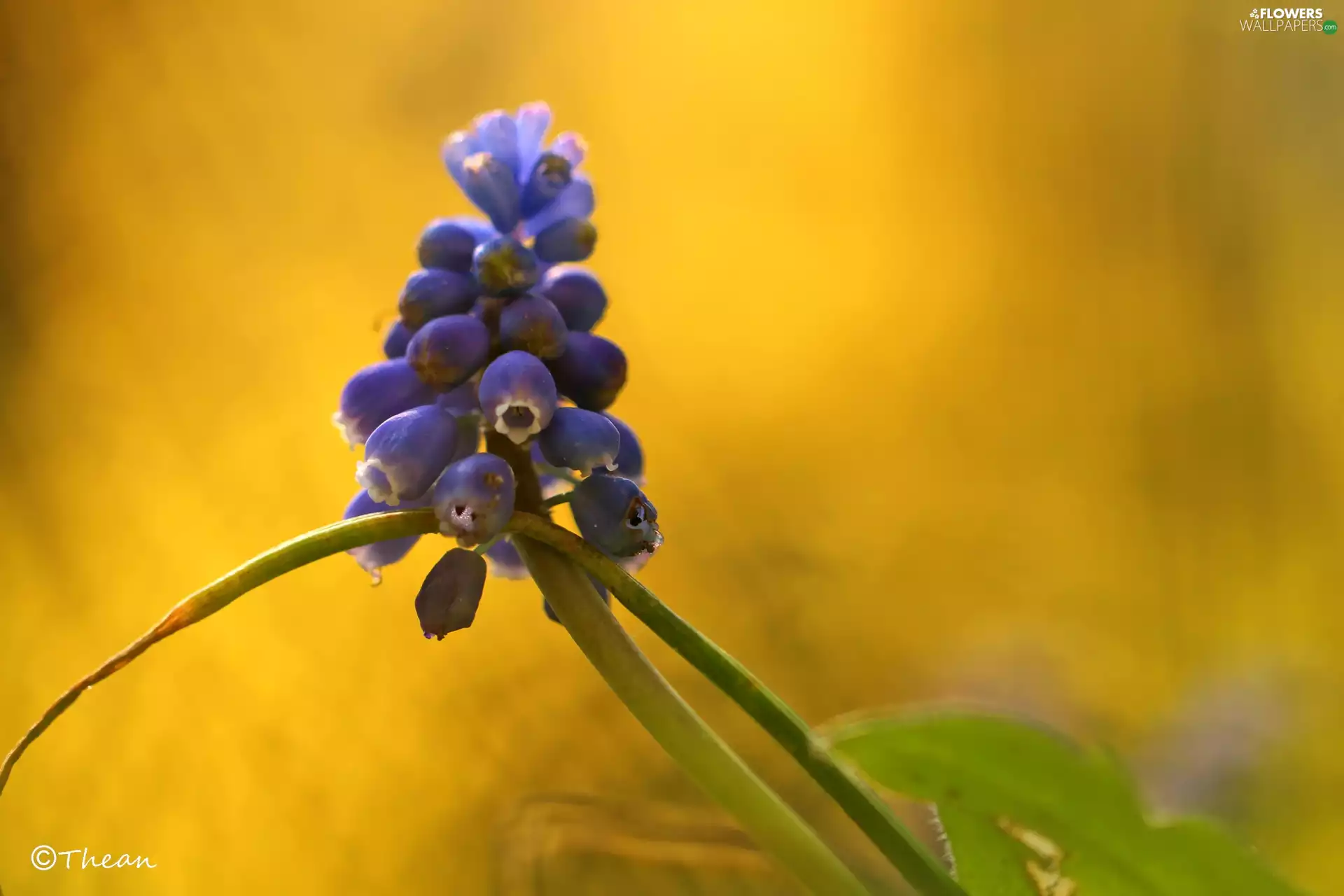 Muscari, Colourfull Flowers, Spring, blue