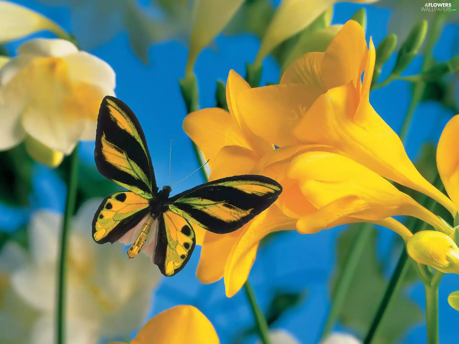 Yellow, Colourfull Flowers, freesia, butterfly