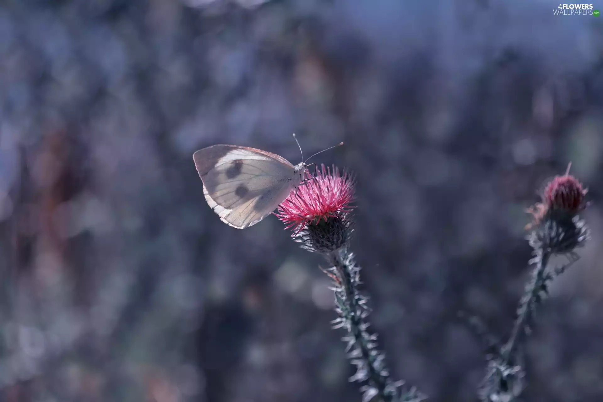 butterfly, Colourfull Flowers, teasel, Cabbage