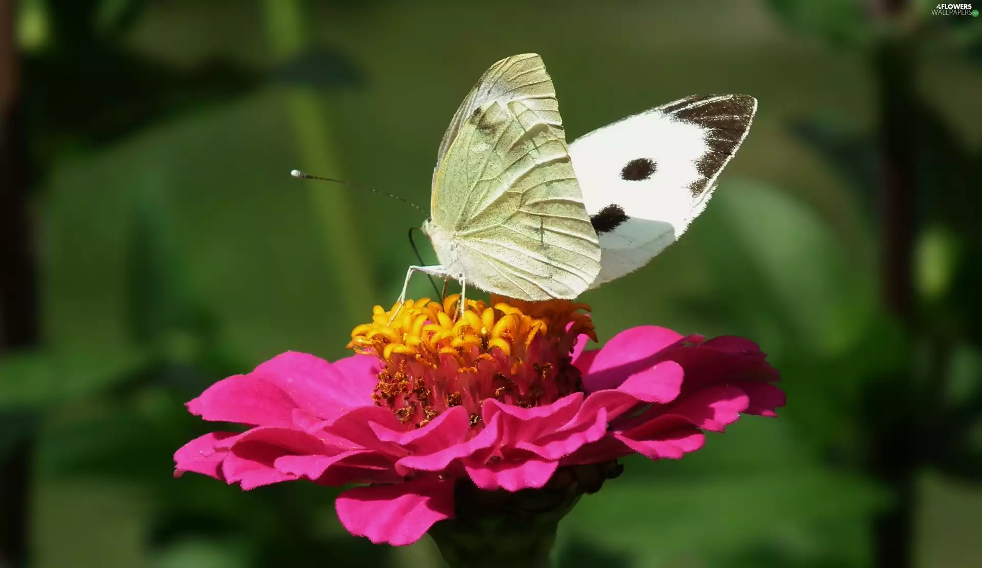 butterfly, Colourfull Flowers, zinnia, Cabbage