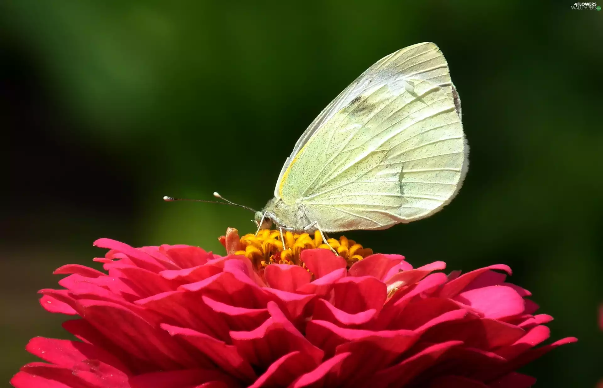 butterfly, Colourfull Flowers, zinnia, Cabbage